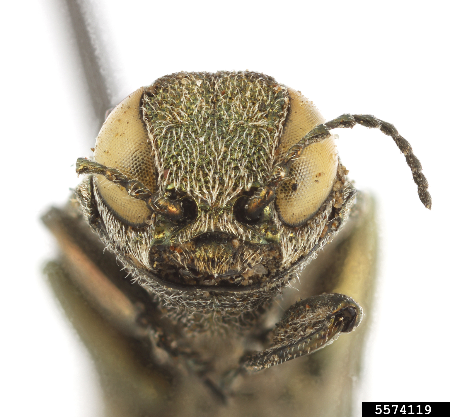 bronze birch borer (Agrilus anxius)