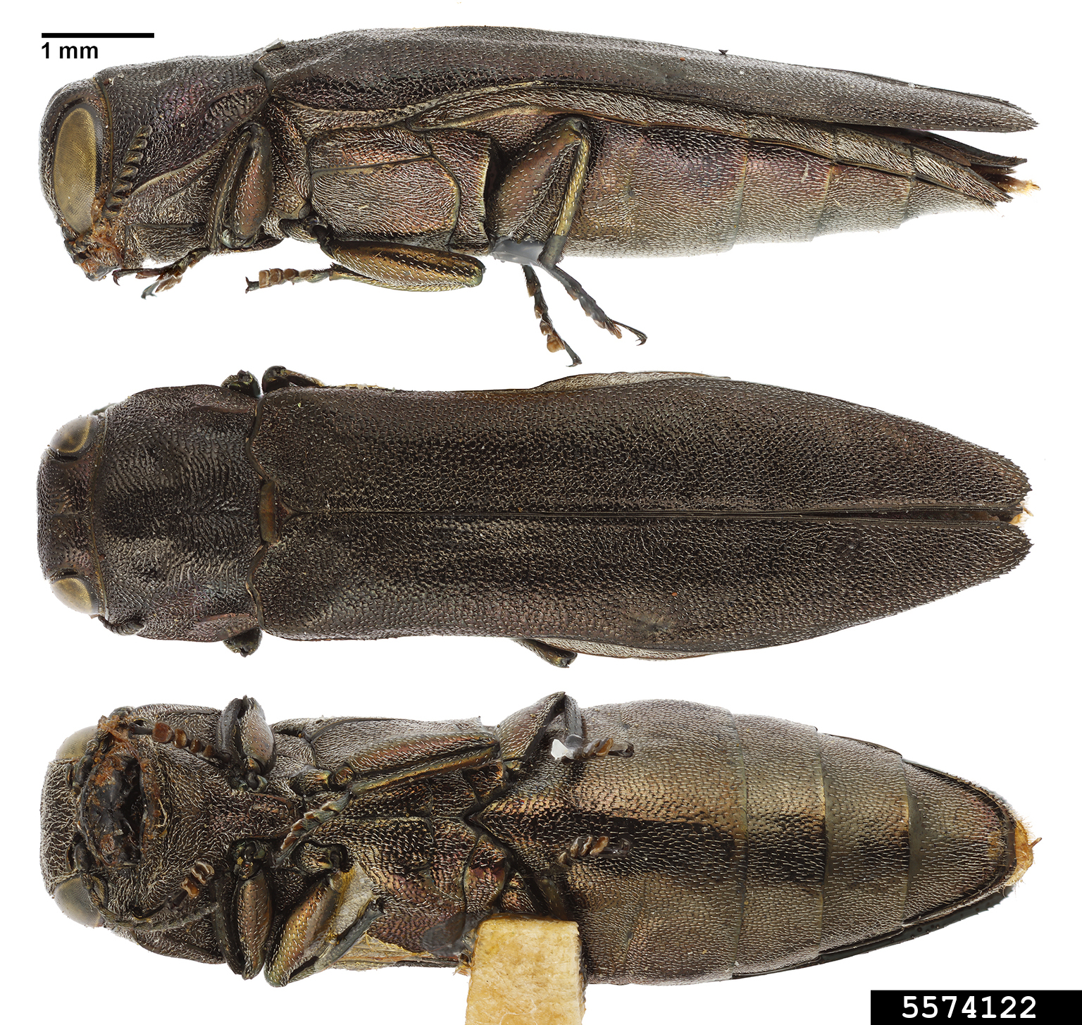 bronze birch borer (Agrilus anxius), Agrilus anxius (Coleoptera