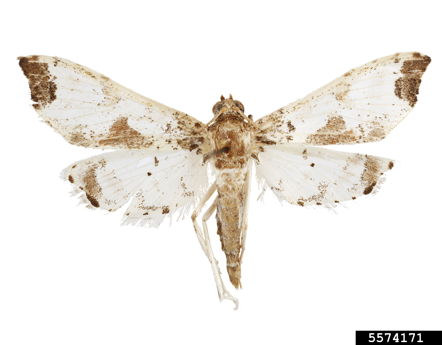 tomato fruit borer (Neoleucinodes elegantalis)