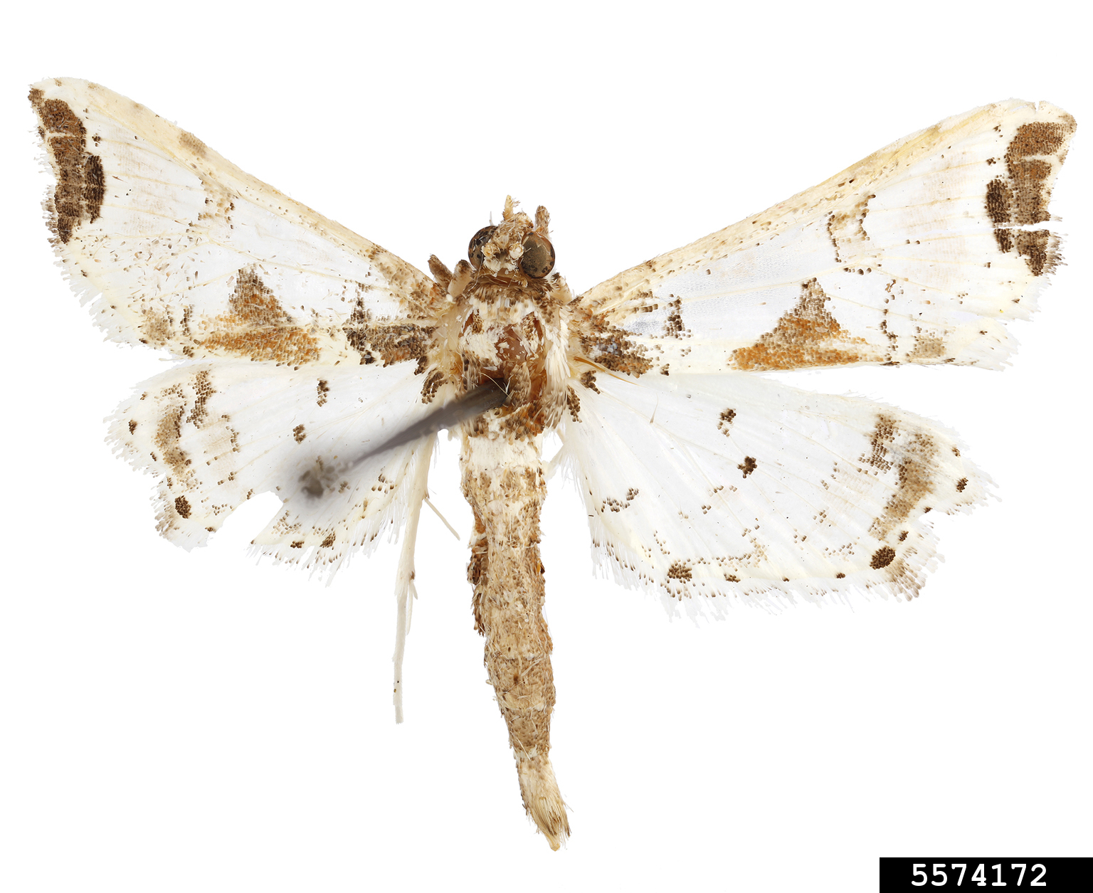 tomato fruit borer (Neoleucinodes elegantalis)