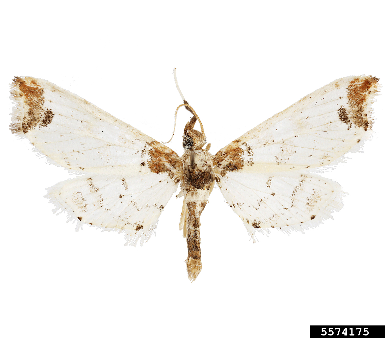 tomato fruit borer (Neoleucinodes elegantalis)