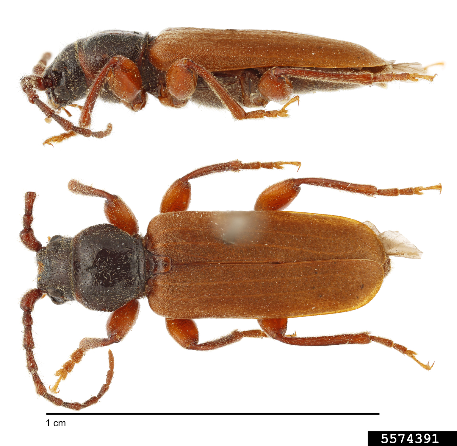 black-spruce-beetle-tetropium-castaneum