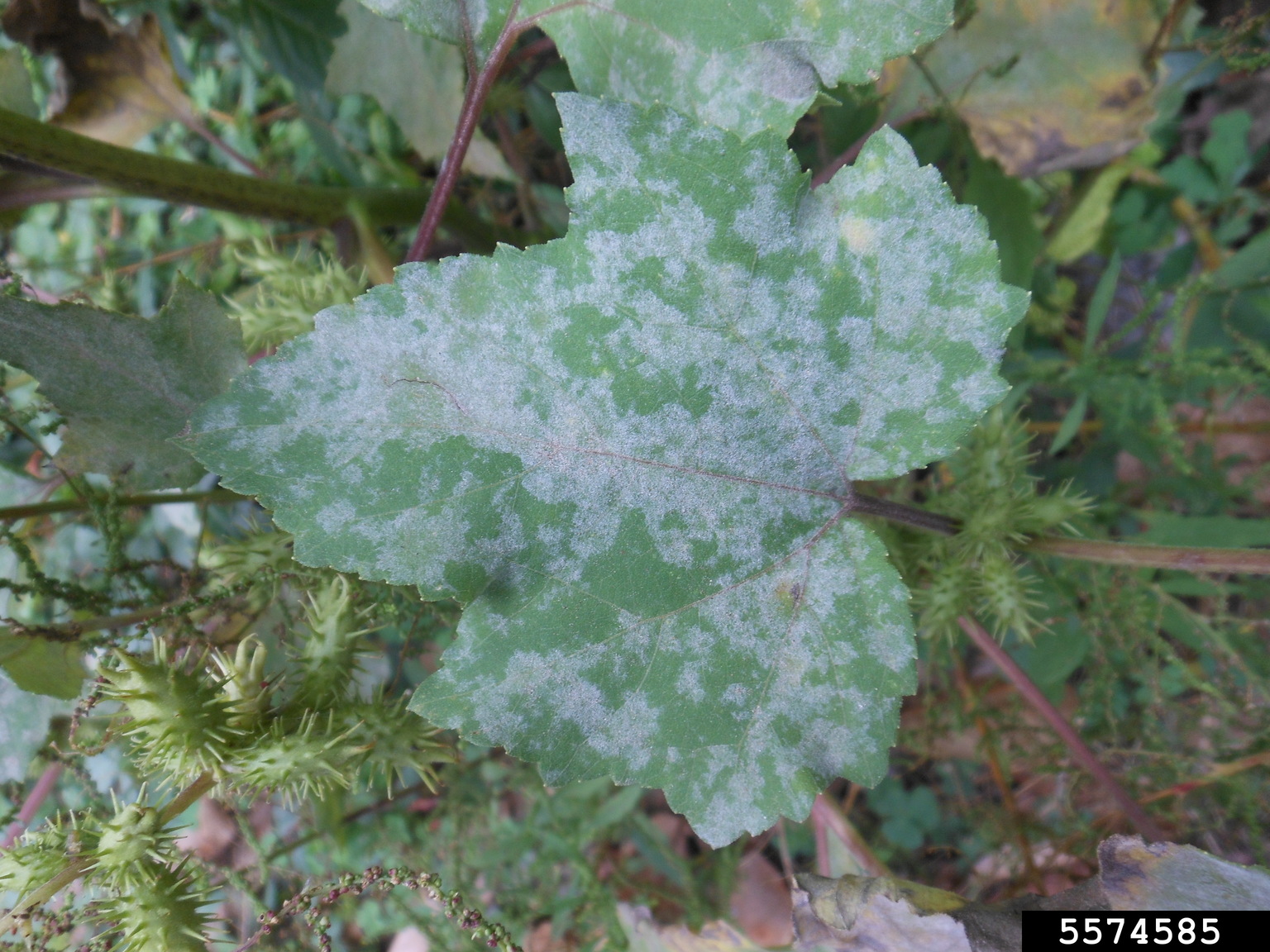 powdery mildew (Podosphaera xanthii)