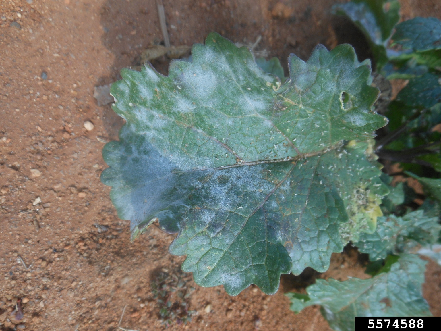 powdery mildew (Erysiphe cruciferarum)