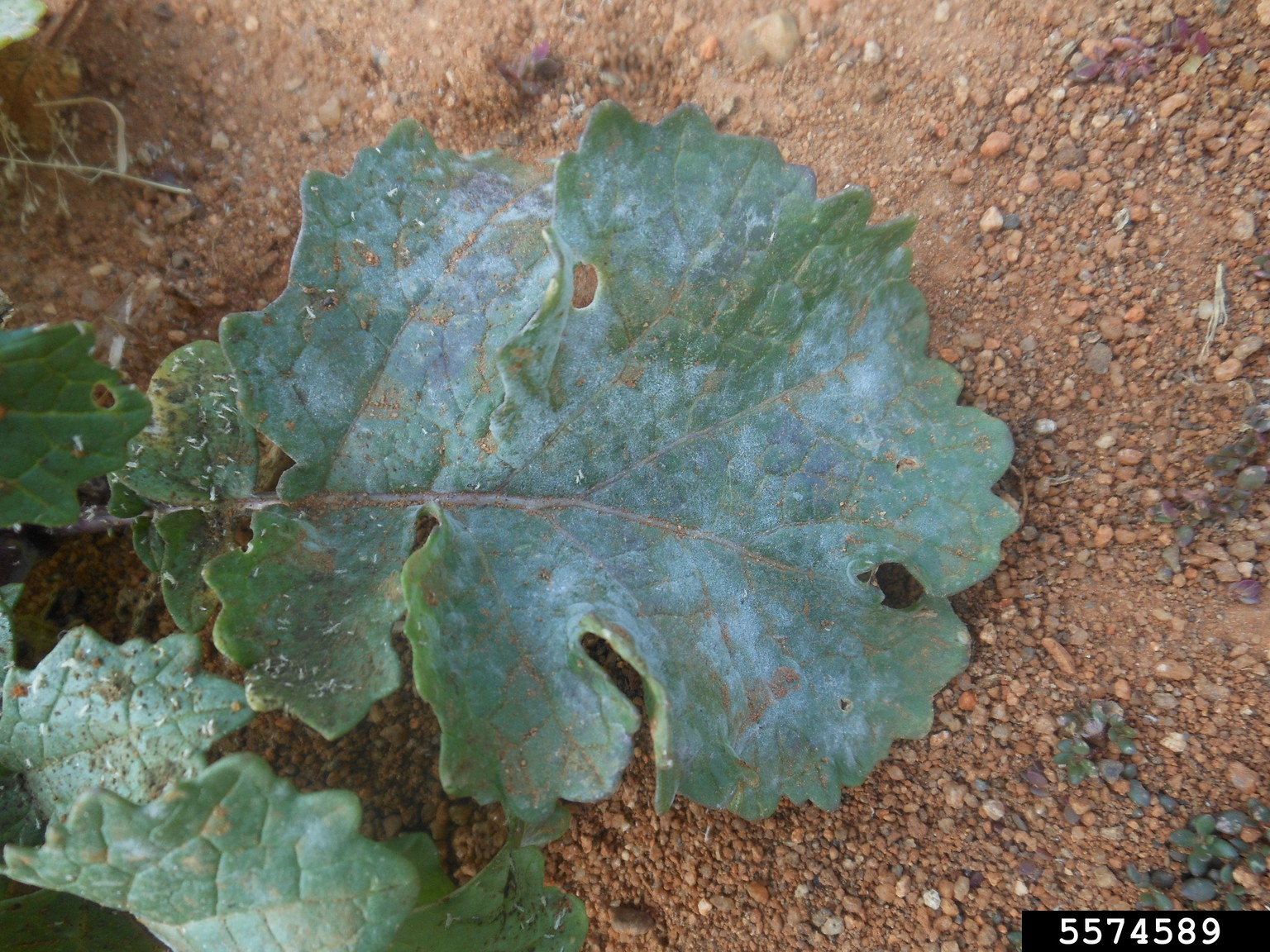 powdery mildew (Erysiphe cruciferarum)