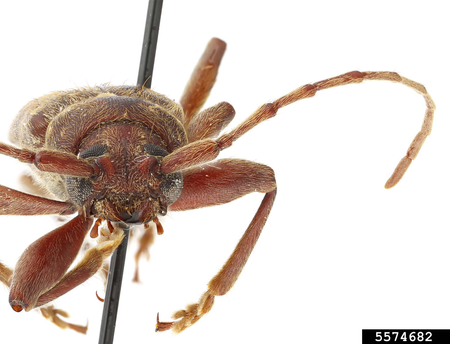 Chinese longhorned beetle, velvet longhorn beetle (Trichoferus campestris)