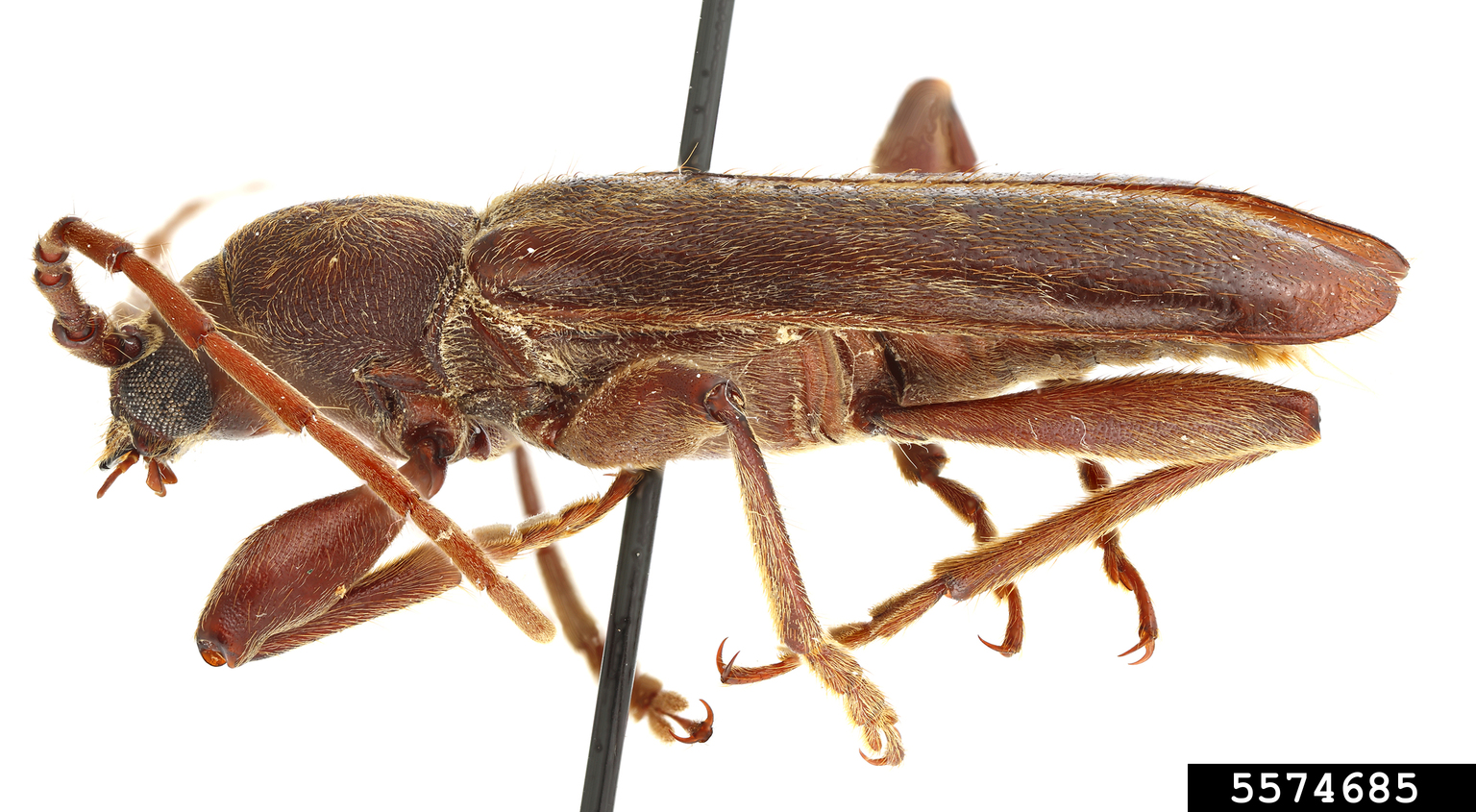 Chinese longhorned beetle, velvet longhorn beetle (Trichoferus campestris)