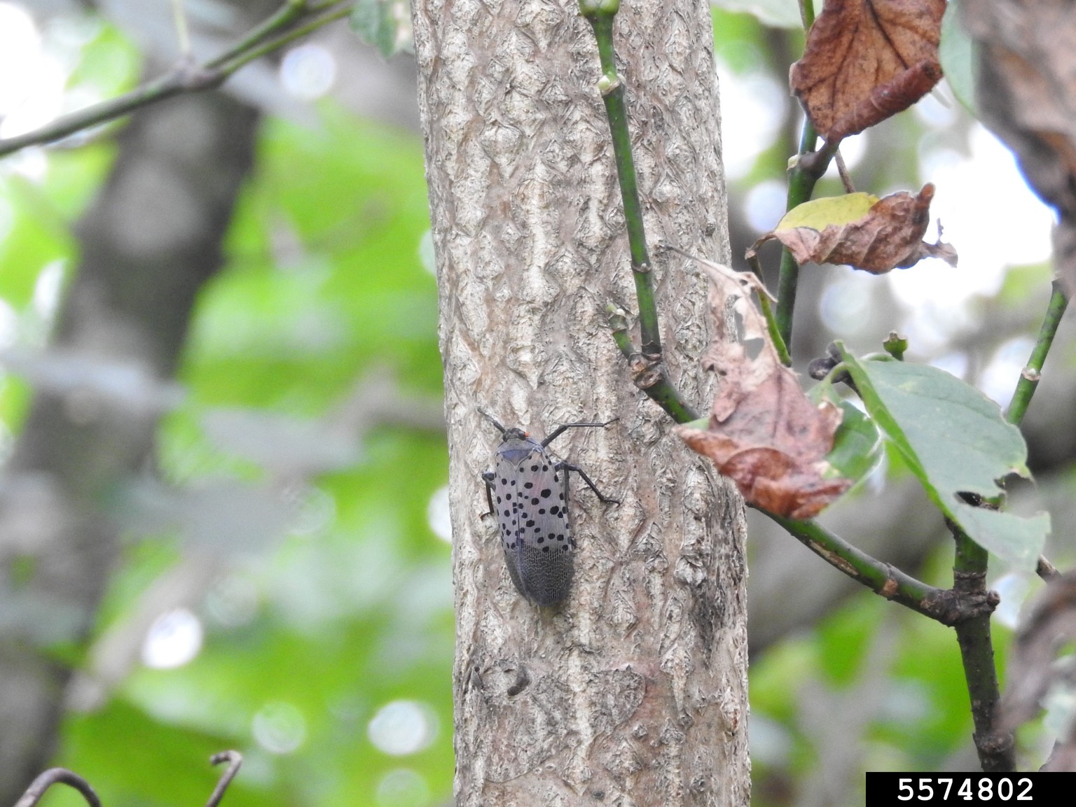 spotted lanternfly (Lycorma delicatula ) on treeofheaven (Ailanthus