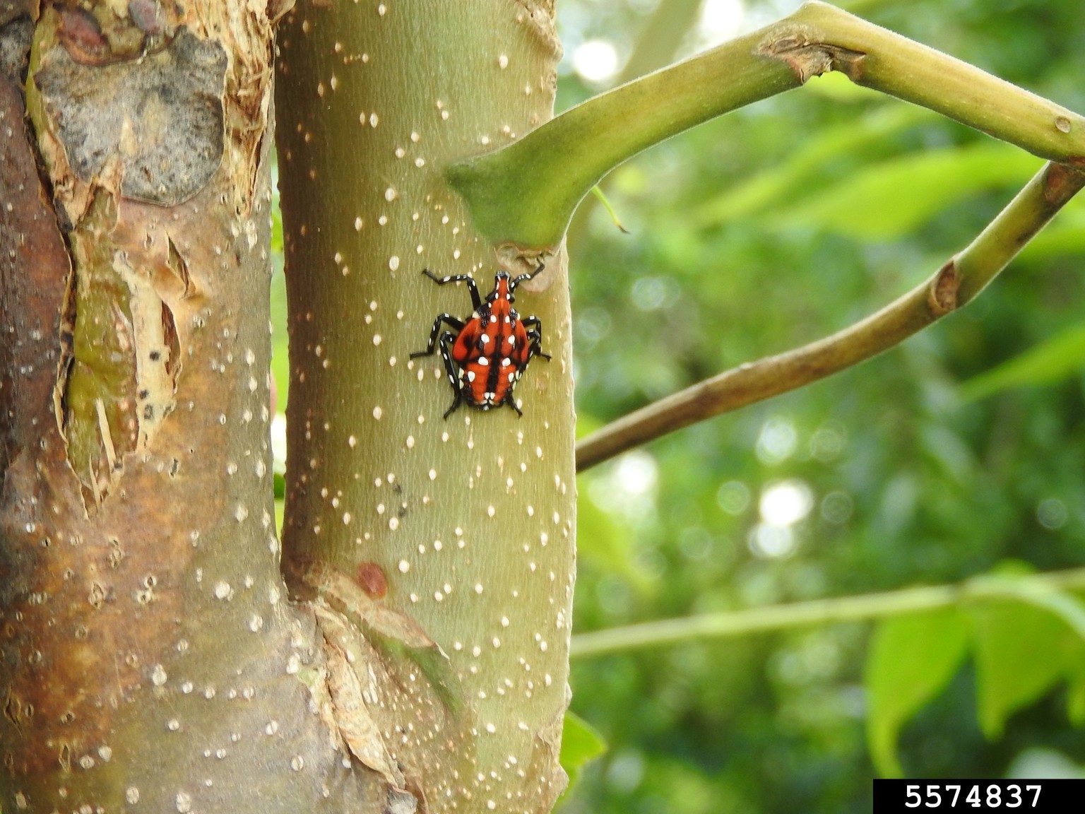 spotted lanternfly (Lycorma delicatula)