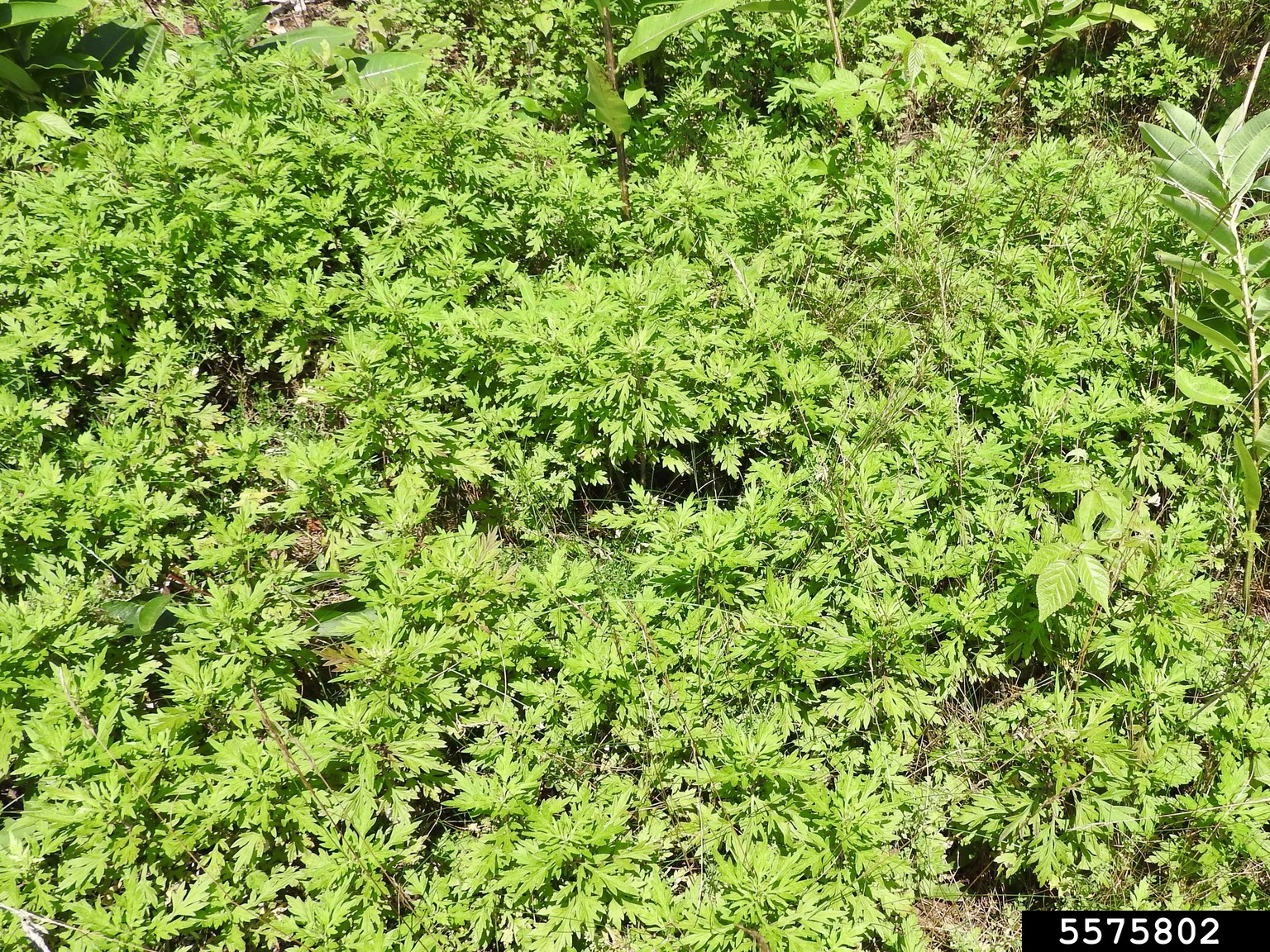 sagebrush (Genus Artemisia)