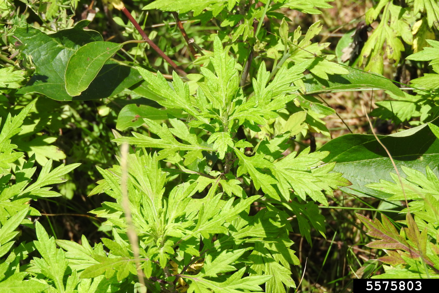 sagebrush (Genus Artemisia)