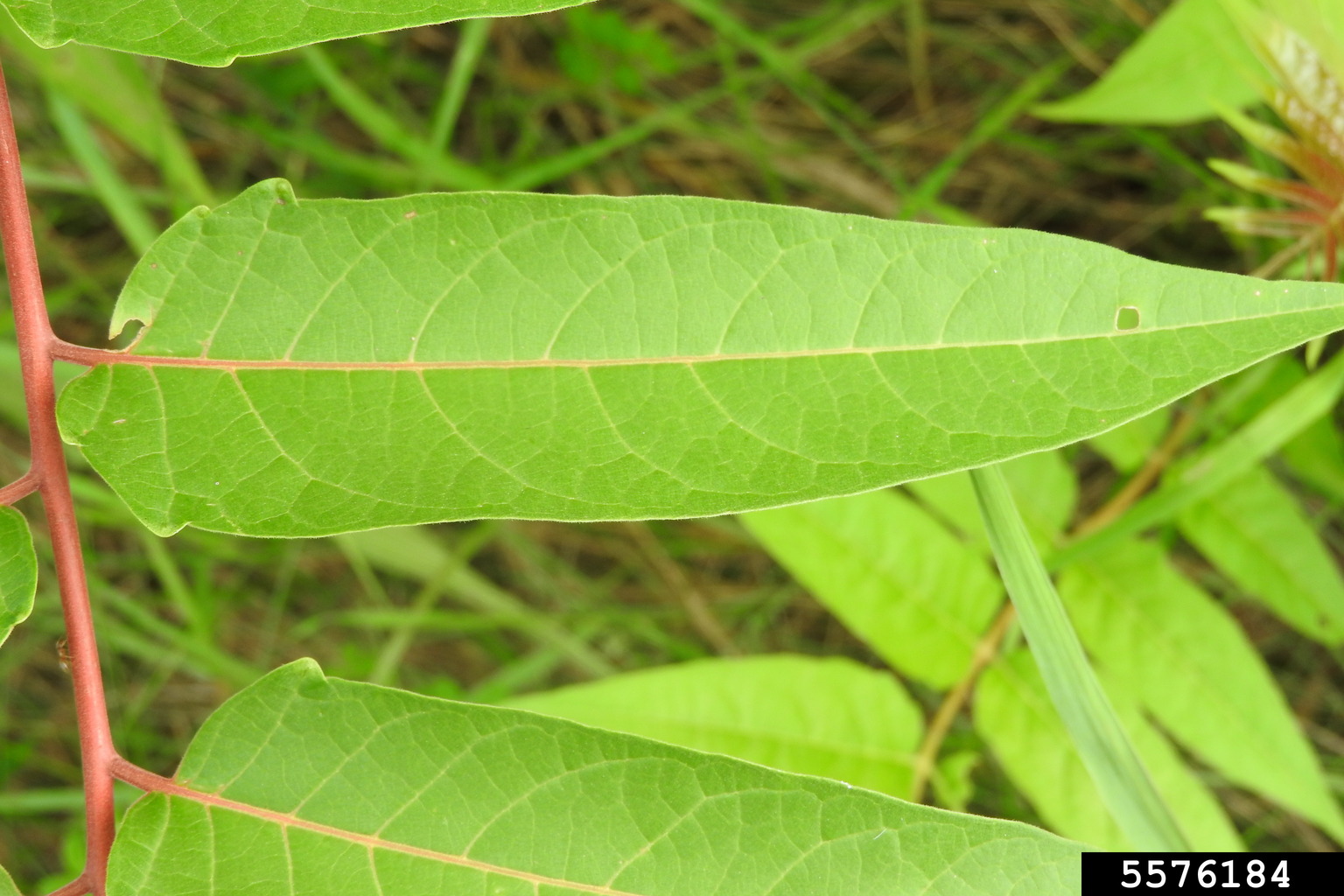 treeofheaven (Ailanthus altissima)