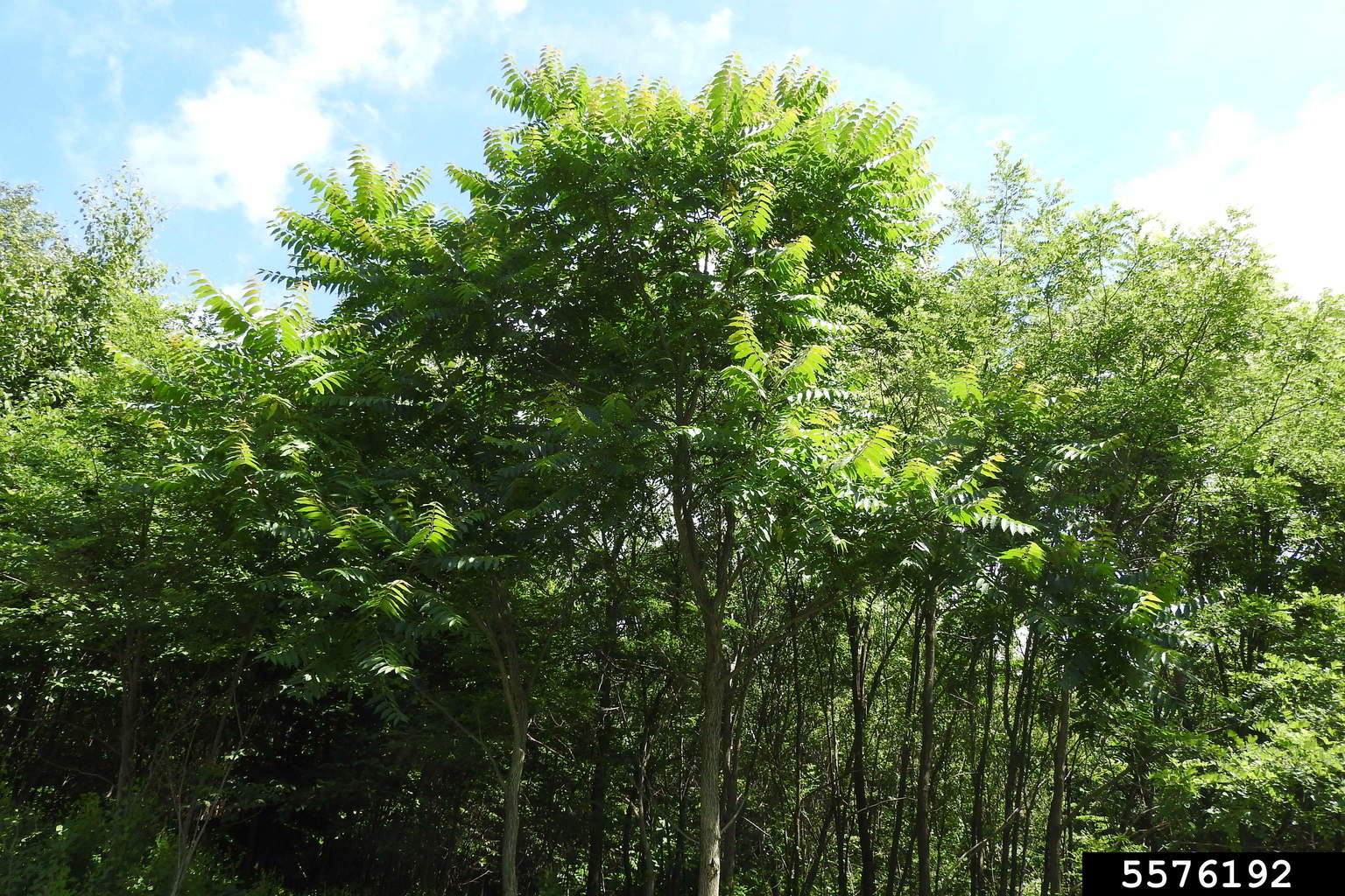 treeofheaven (Ailanthus altissima)