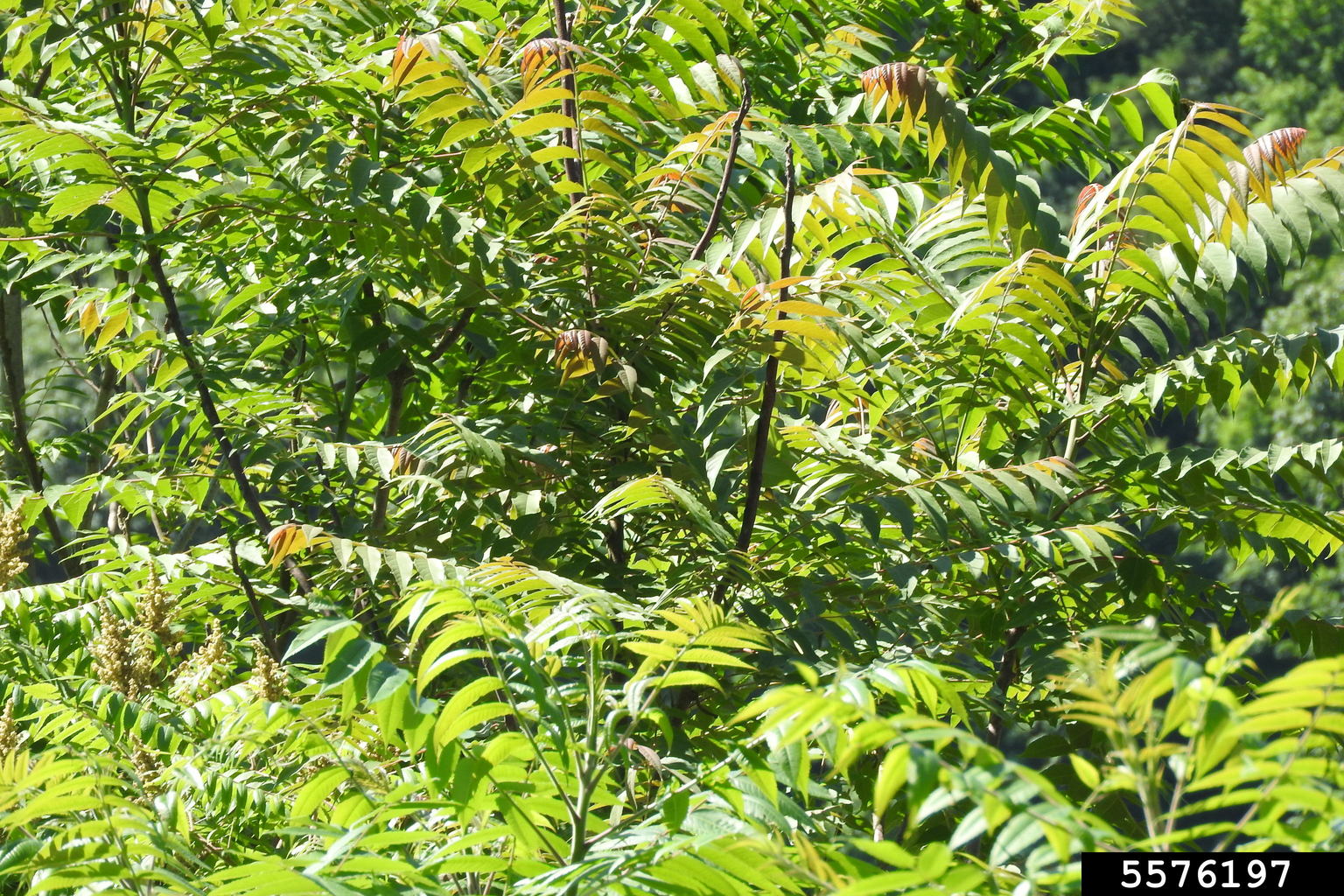 treeofheaven (Ailanthus altissima)