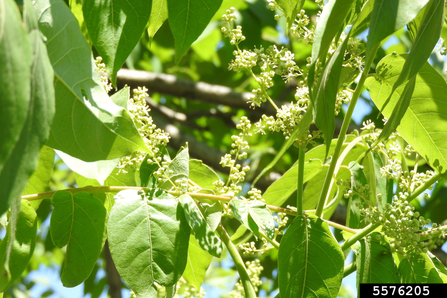 treeofheaven (Ailanthus altissima)