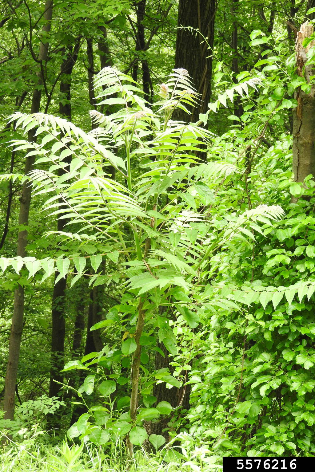treeofheaven (Ailanthus altissima)