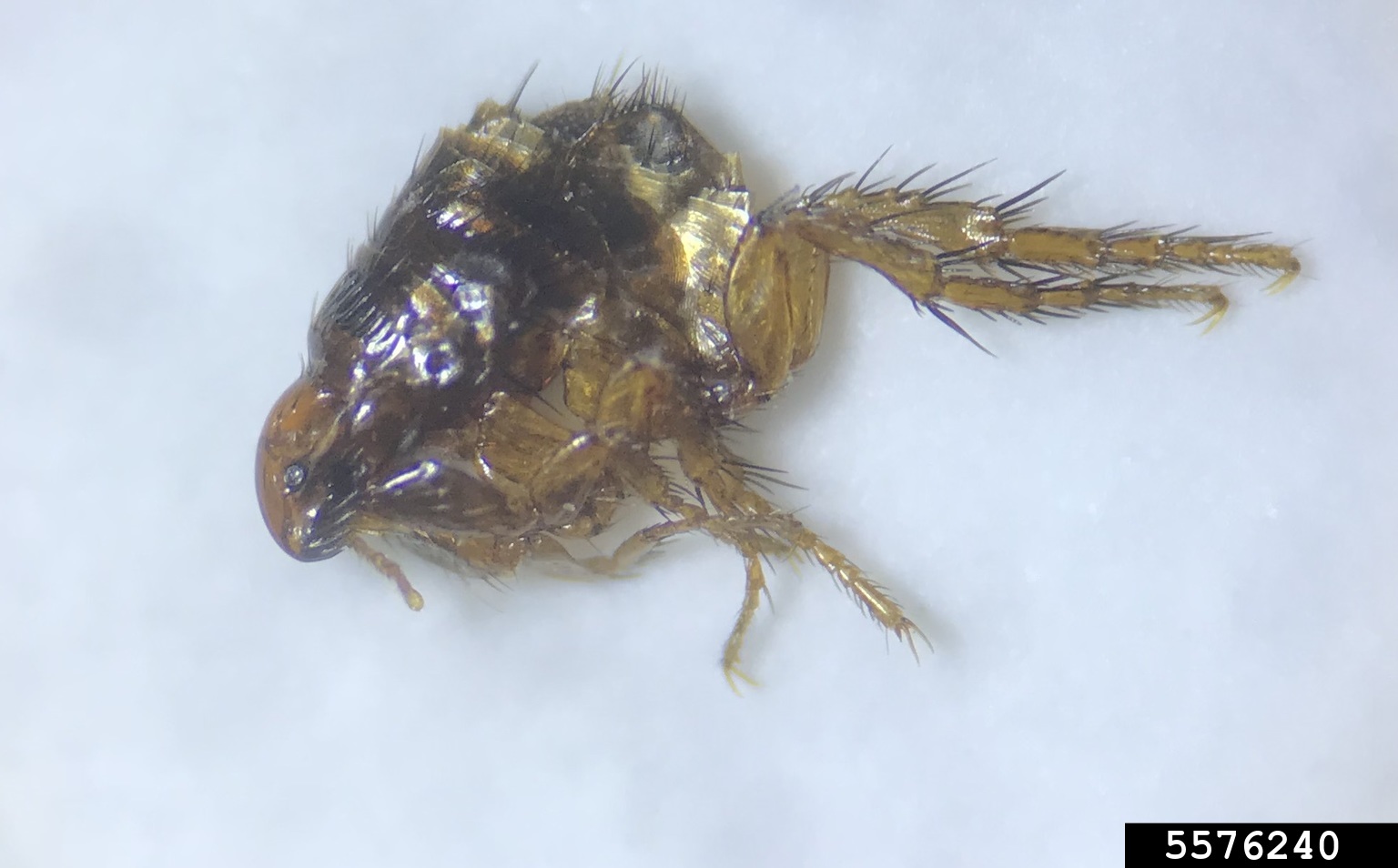 cat flea (Ctenocephalides felis)