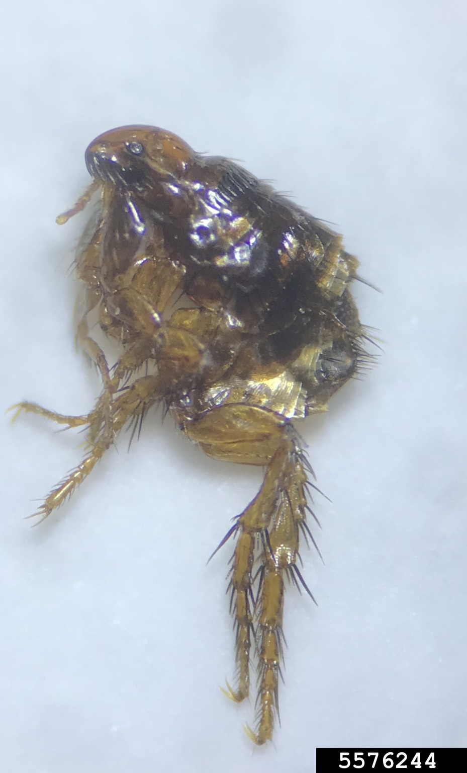 cat flea (Ctenocephalides felis)