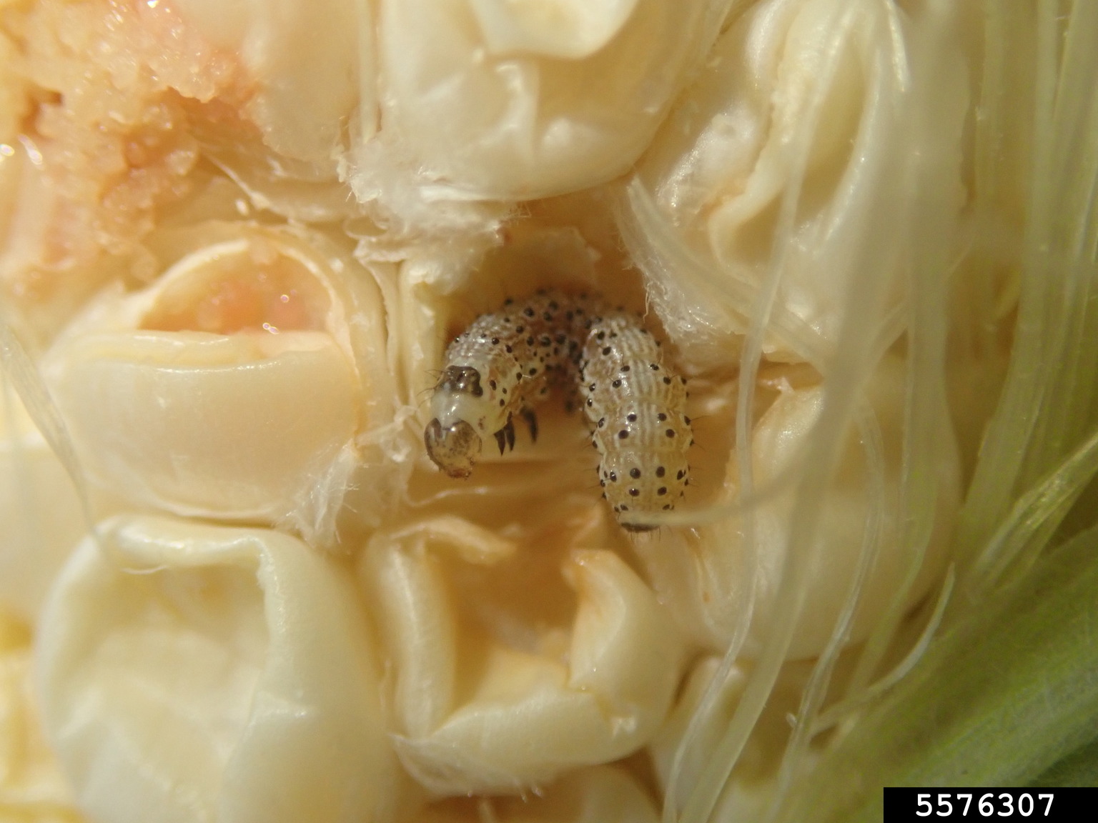 corn earworm, tomato fruitworm (Helicoverpa zea)