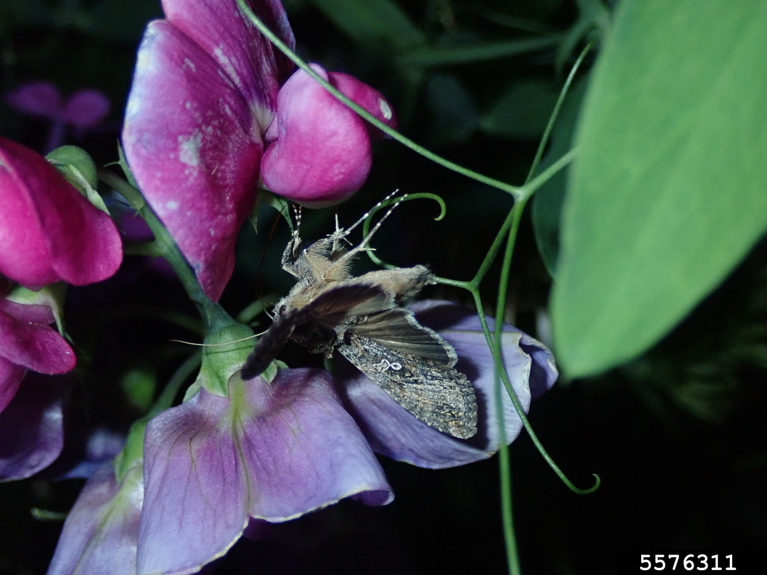 cabbage looper (Trichoplusia ni)