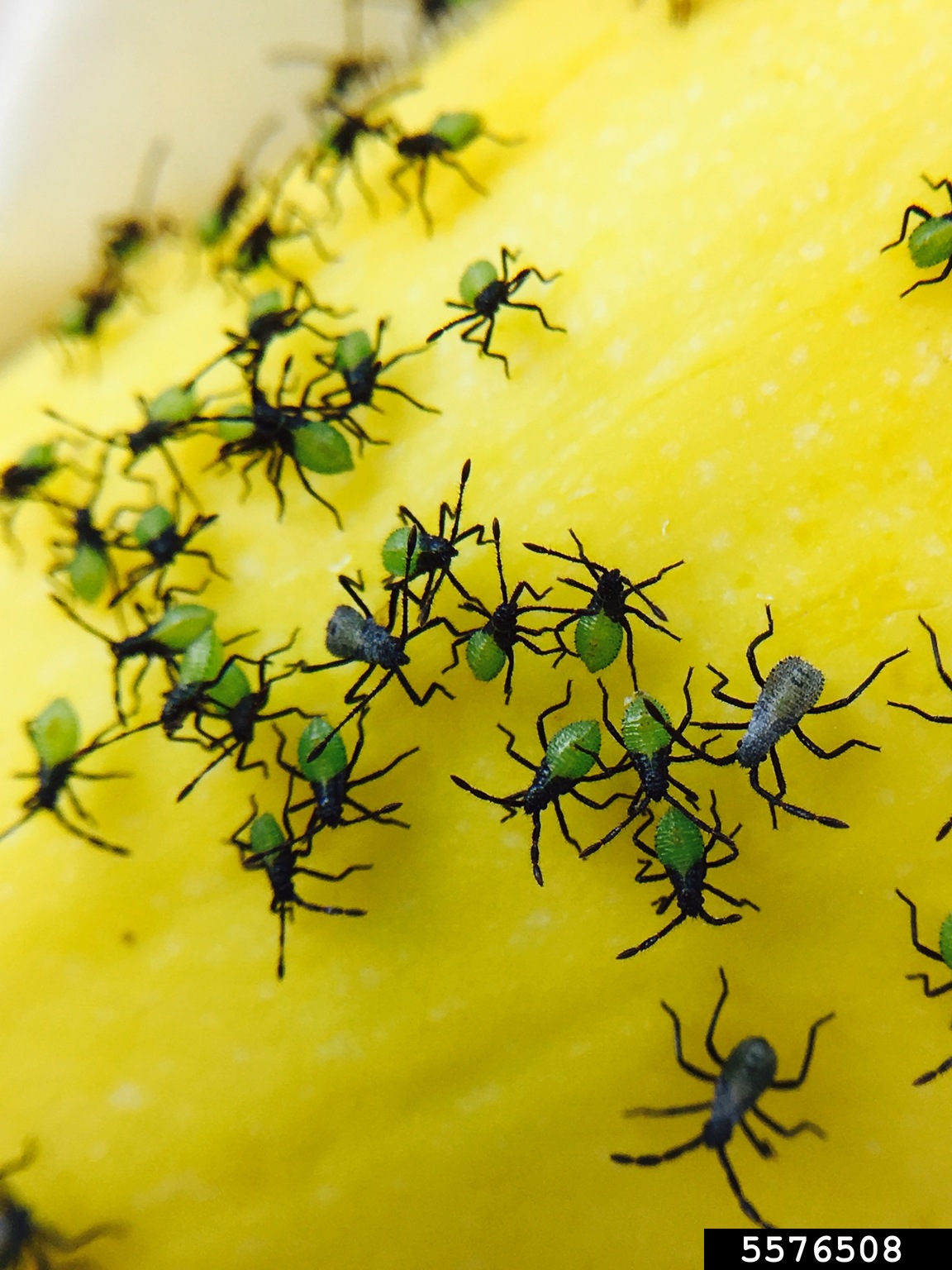 squash bug (Anasa tristis)
