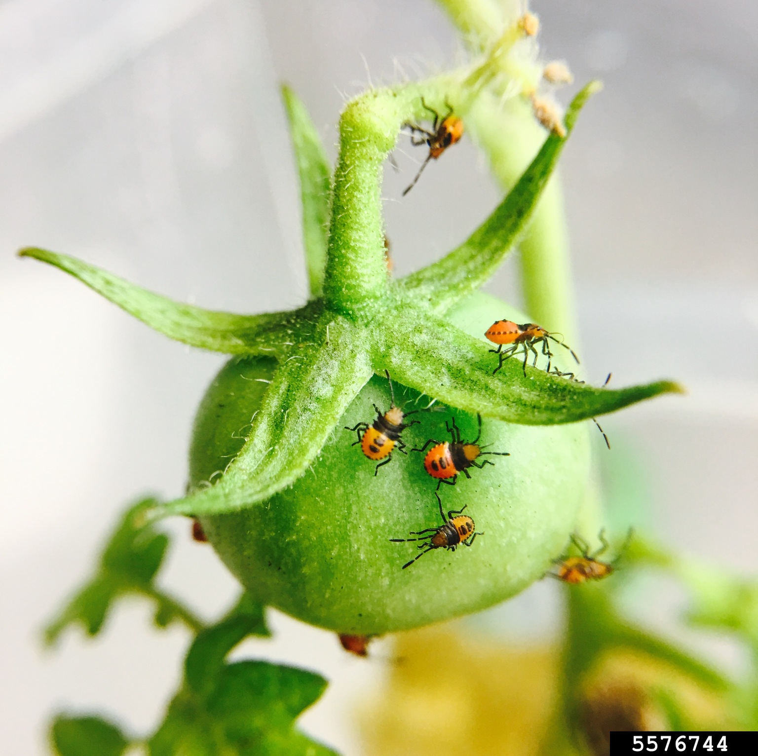 Tomato Stink Bug Arvelius Albopunctatus 