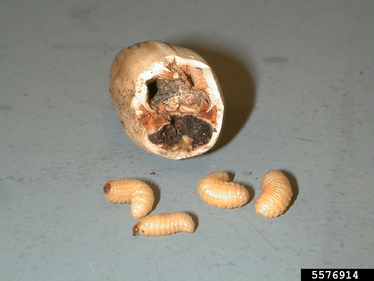 pecan weevil (Curculio caryae)