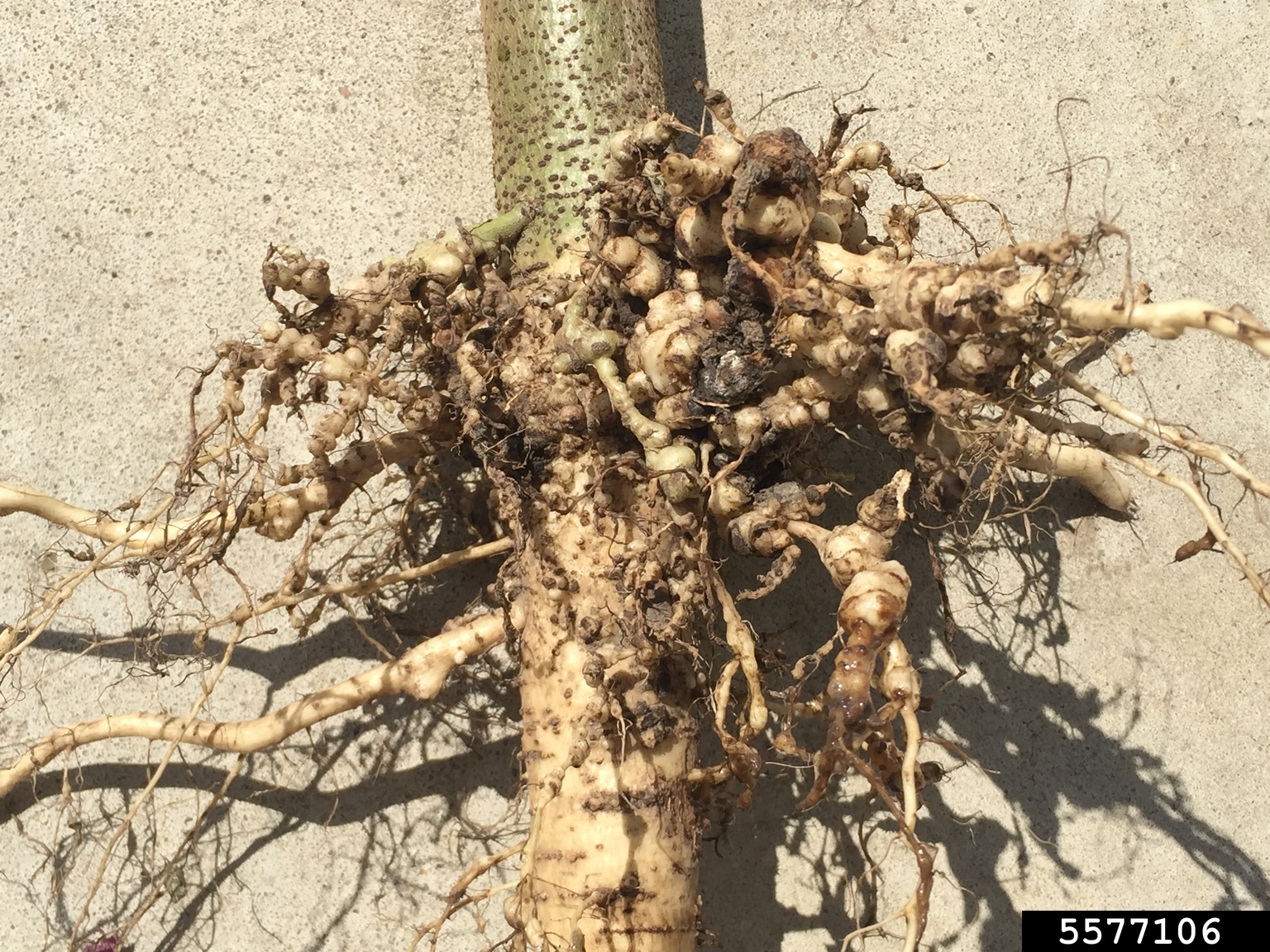 Southern rootknot nematode (Meloidogyne incognita)