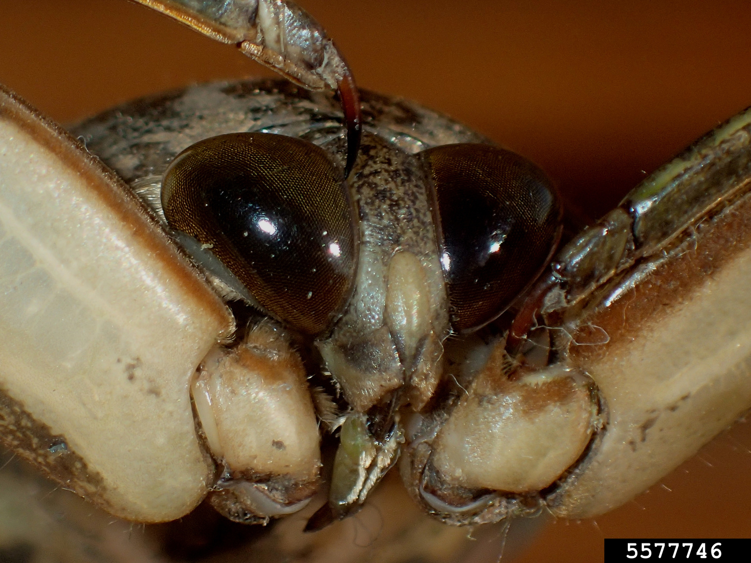 giant water bug (Lethocerus oculatus)