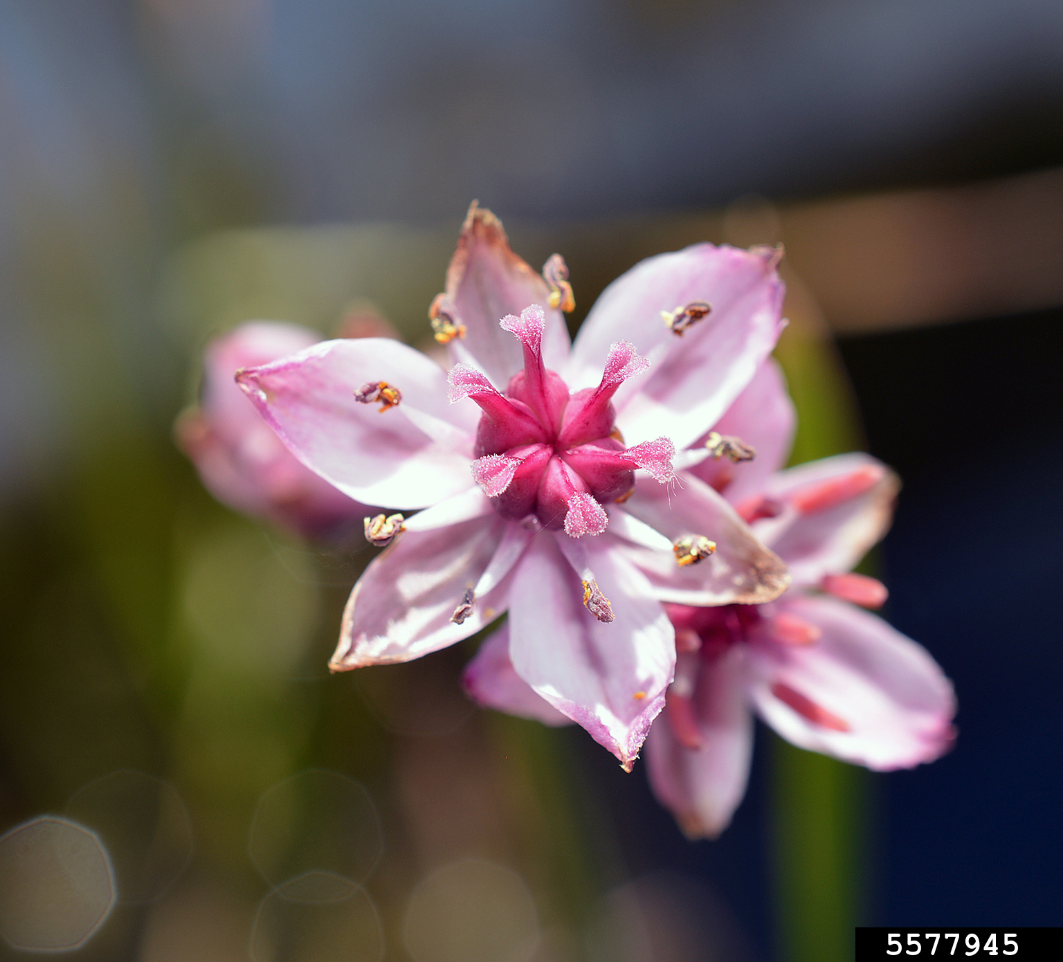 flowering rush (Butomus umbellatus)