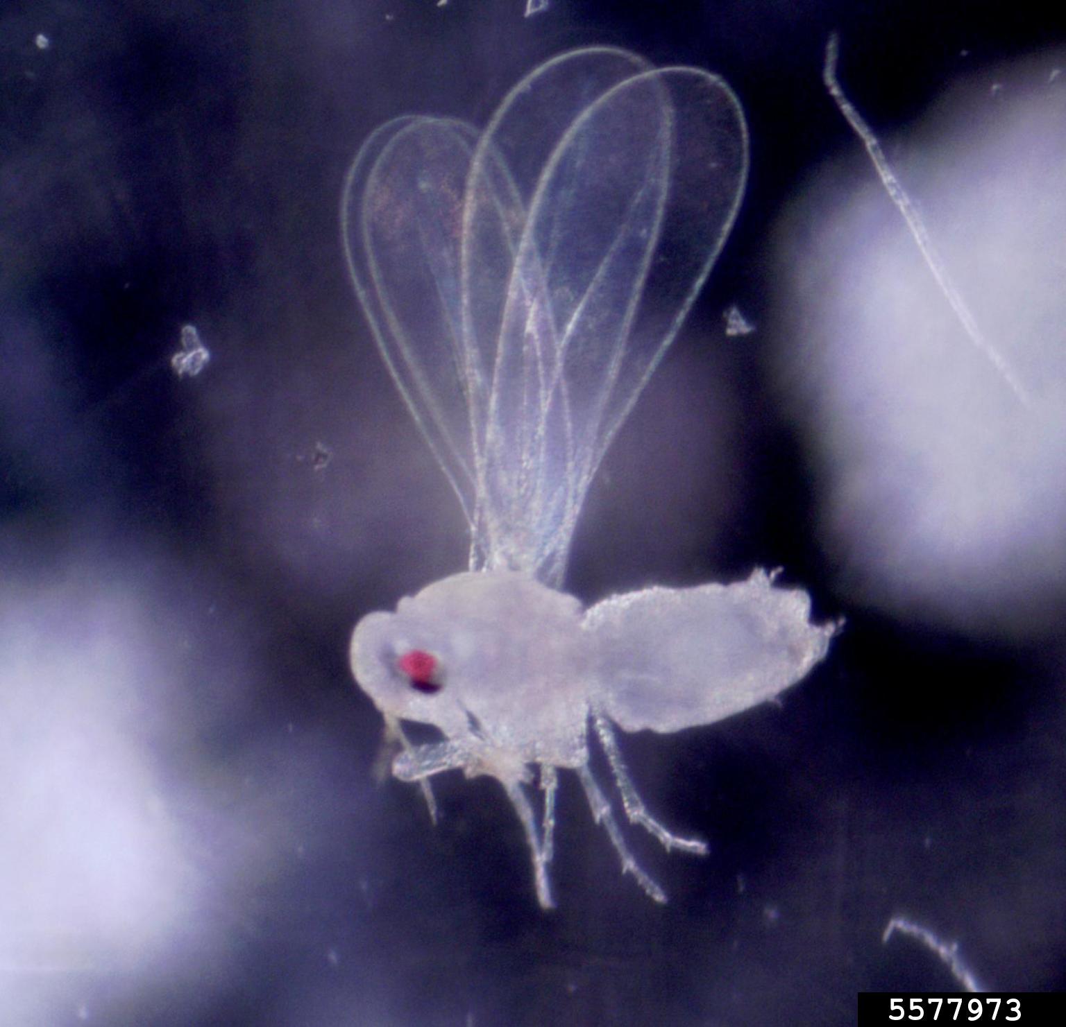whiteflies (Aleurotrachelus anonae)