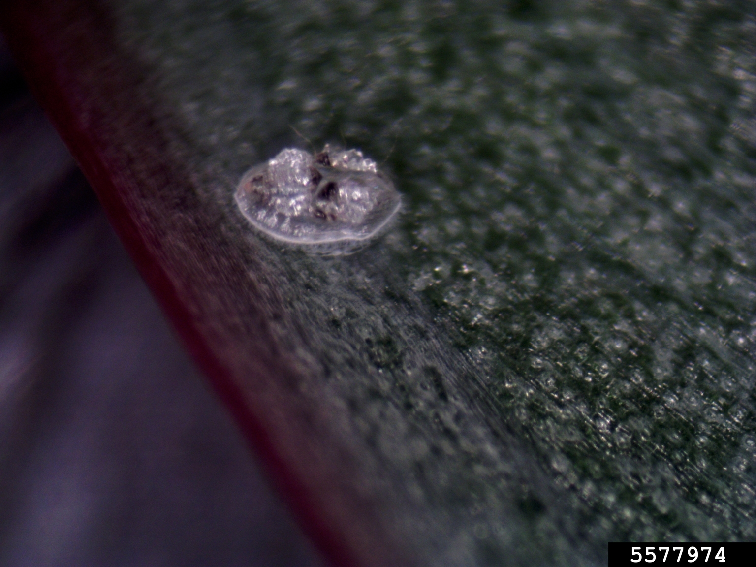 whiteflies (Aleurotrachelus anonae)