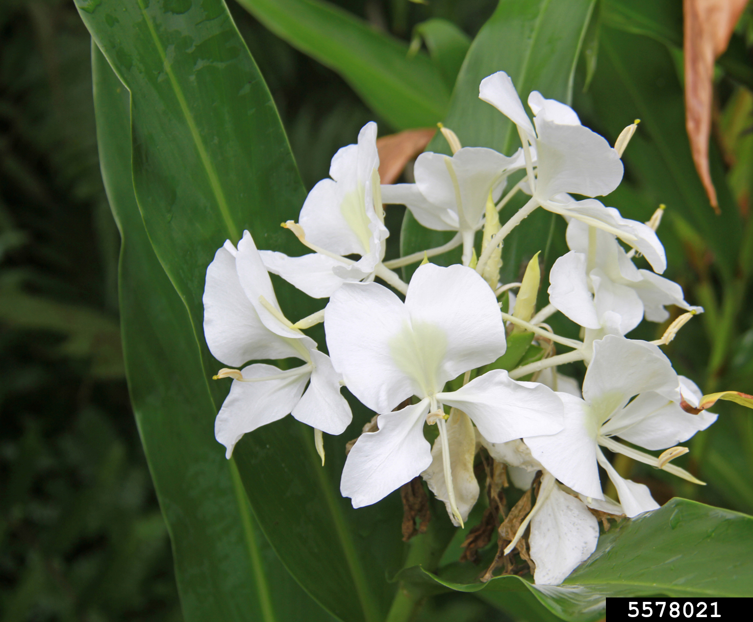 white garlandlily (Hedychium coronarium)