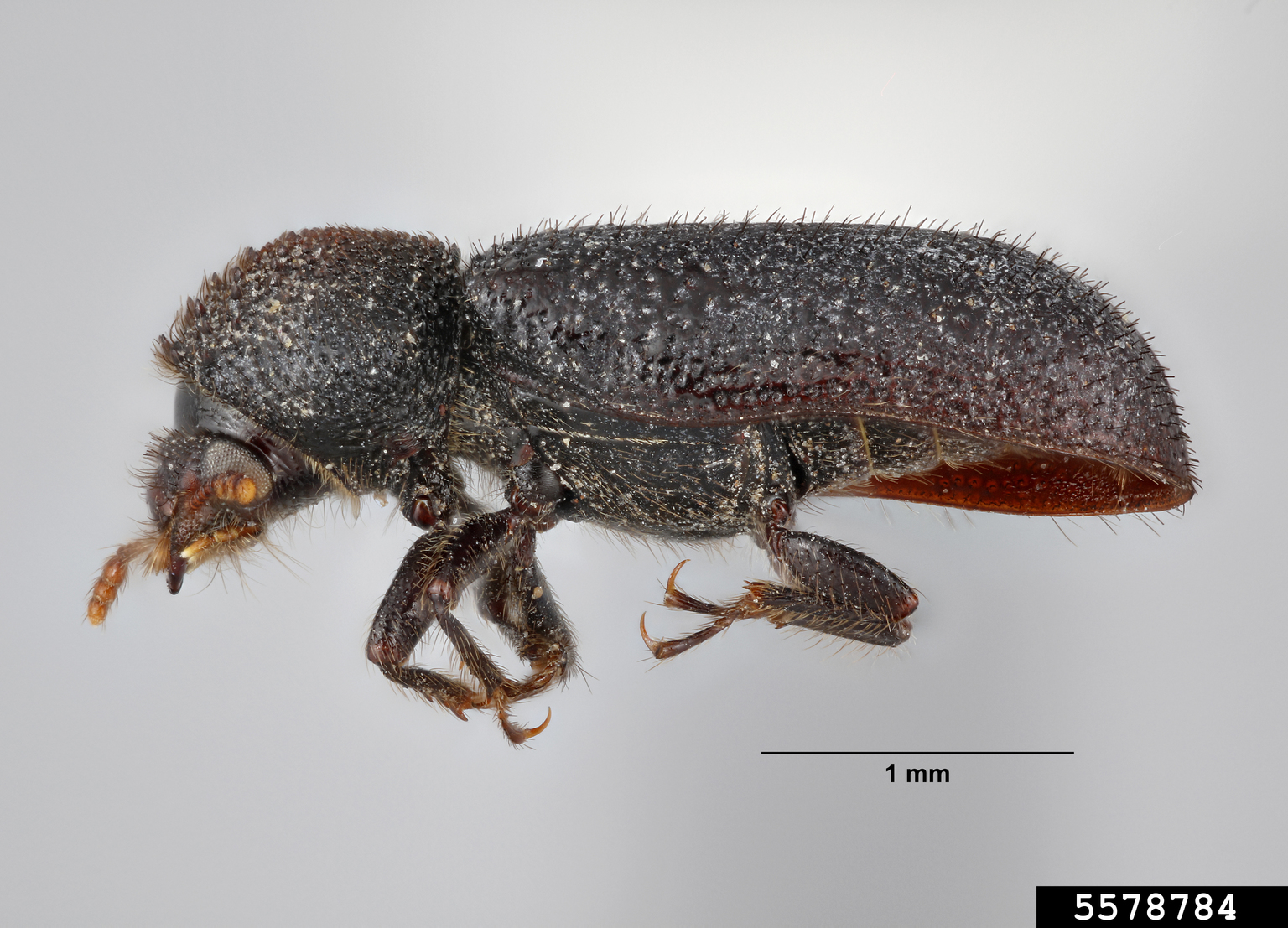 horned powderpost beetle (Stephanopachys asperulus)