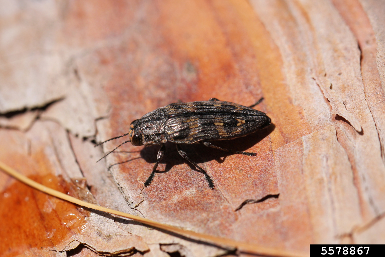 metallic woodboring beetle (Buprestis consularis)