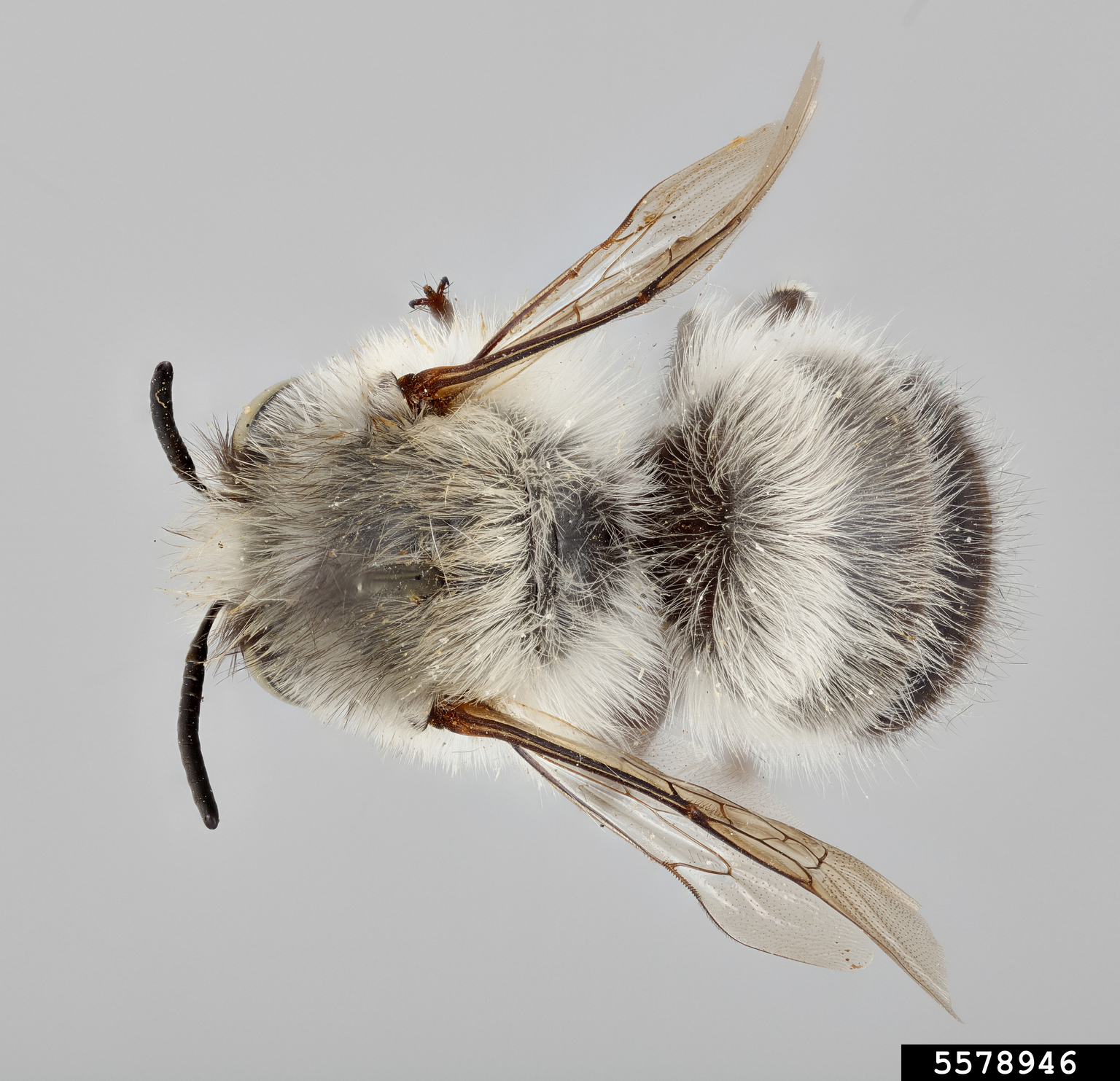 Digger bee (Anthophora ursina ssp. ursina)