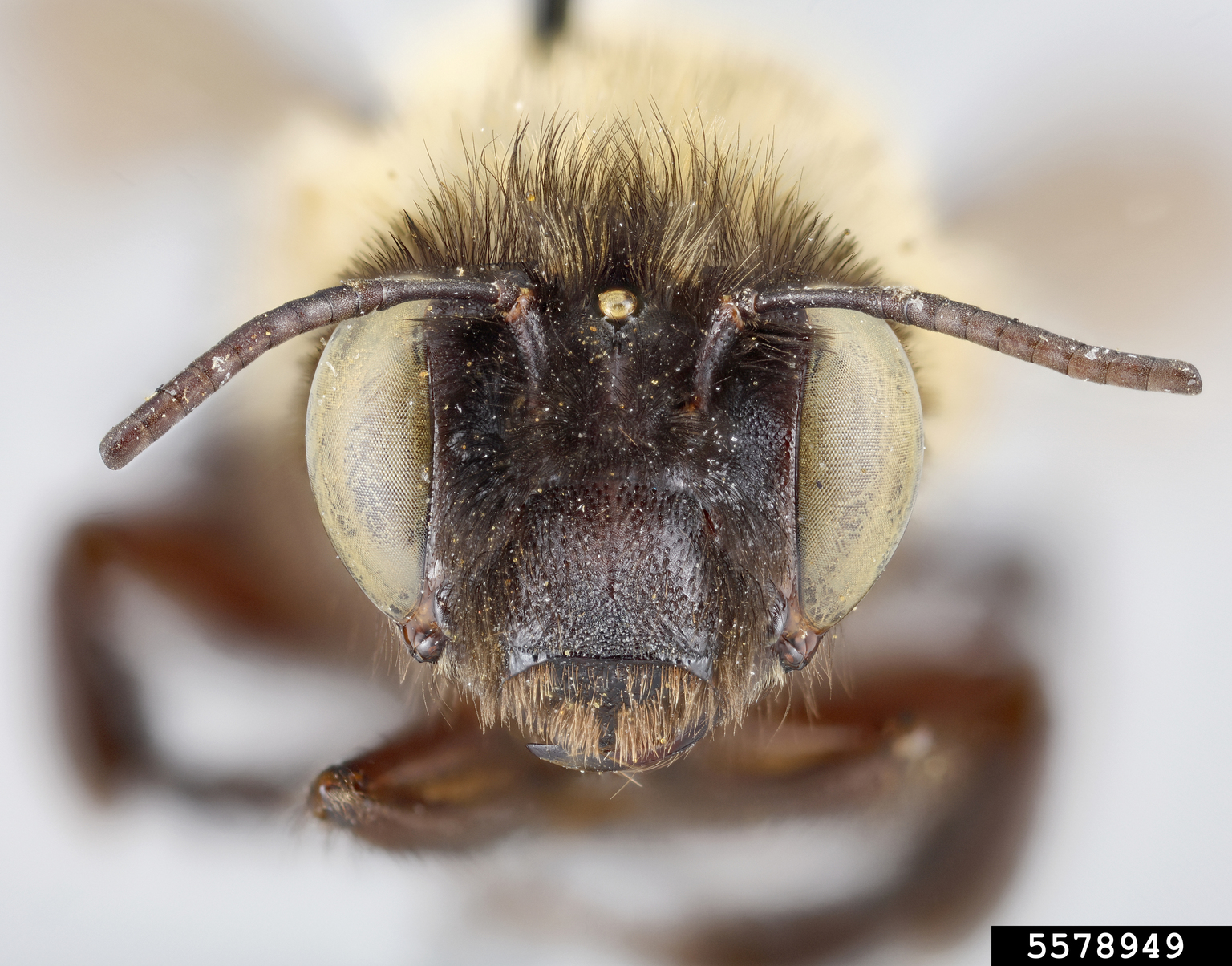 Digger bee (Anthophora ursina ssp. ursina)