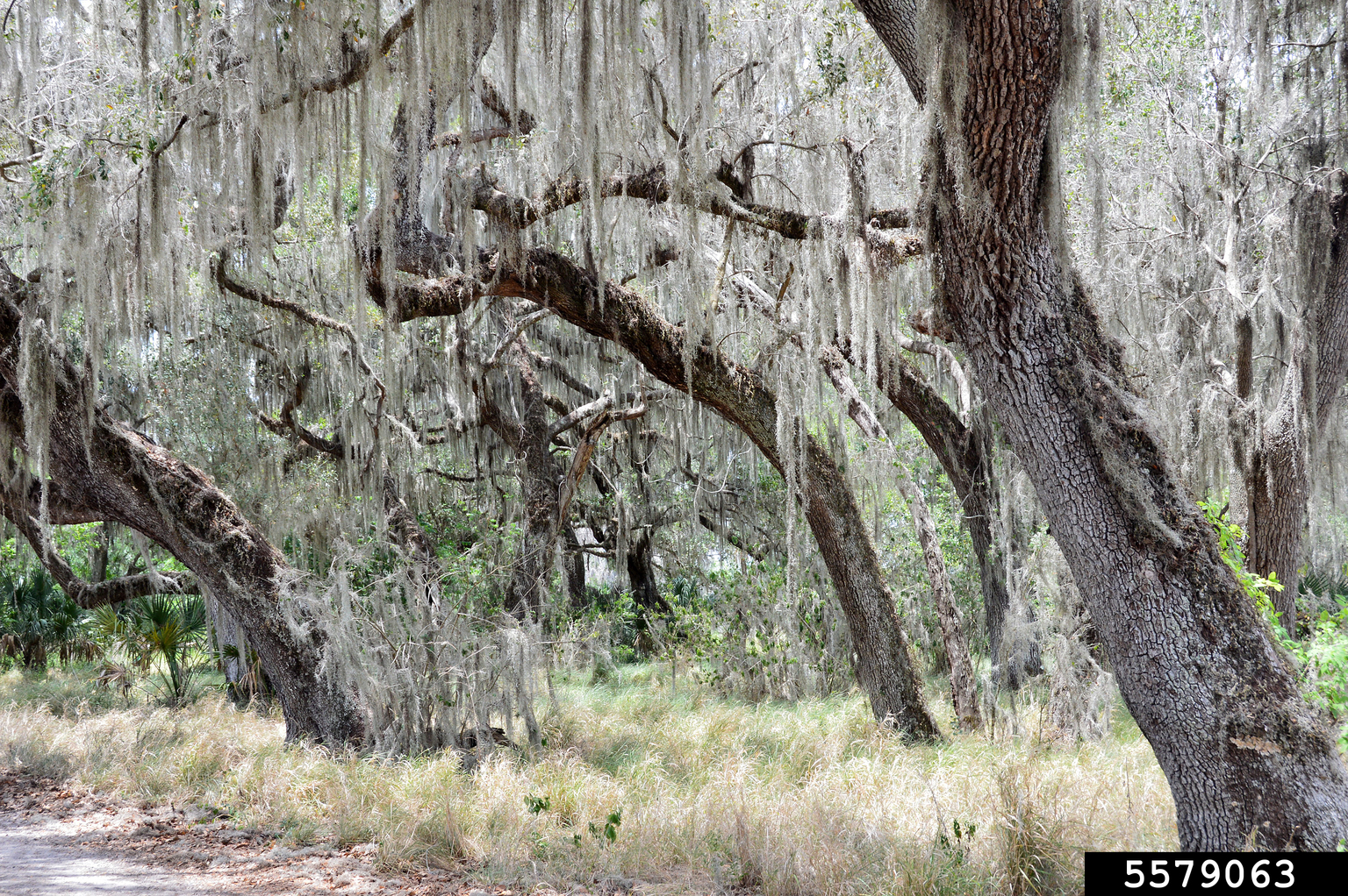 Spanish moss (Tillandsia usneoides)