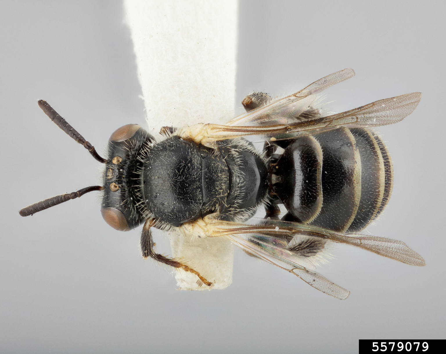 Reed bee, Braunsapis mixta (Hymenoptera Apidae) 5579079