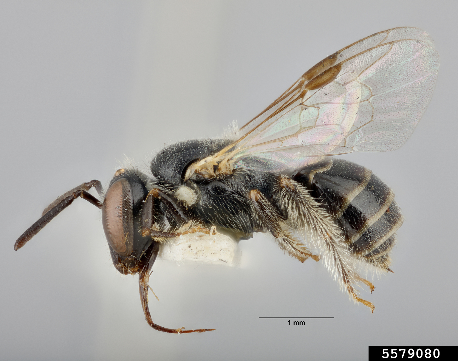 Reed bee, Braunsapis mixta (Hymenoptera Apidae) 5579080