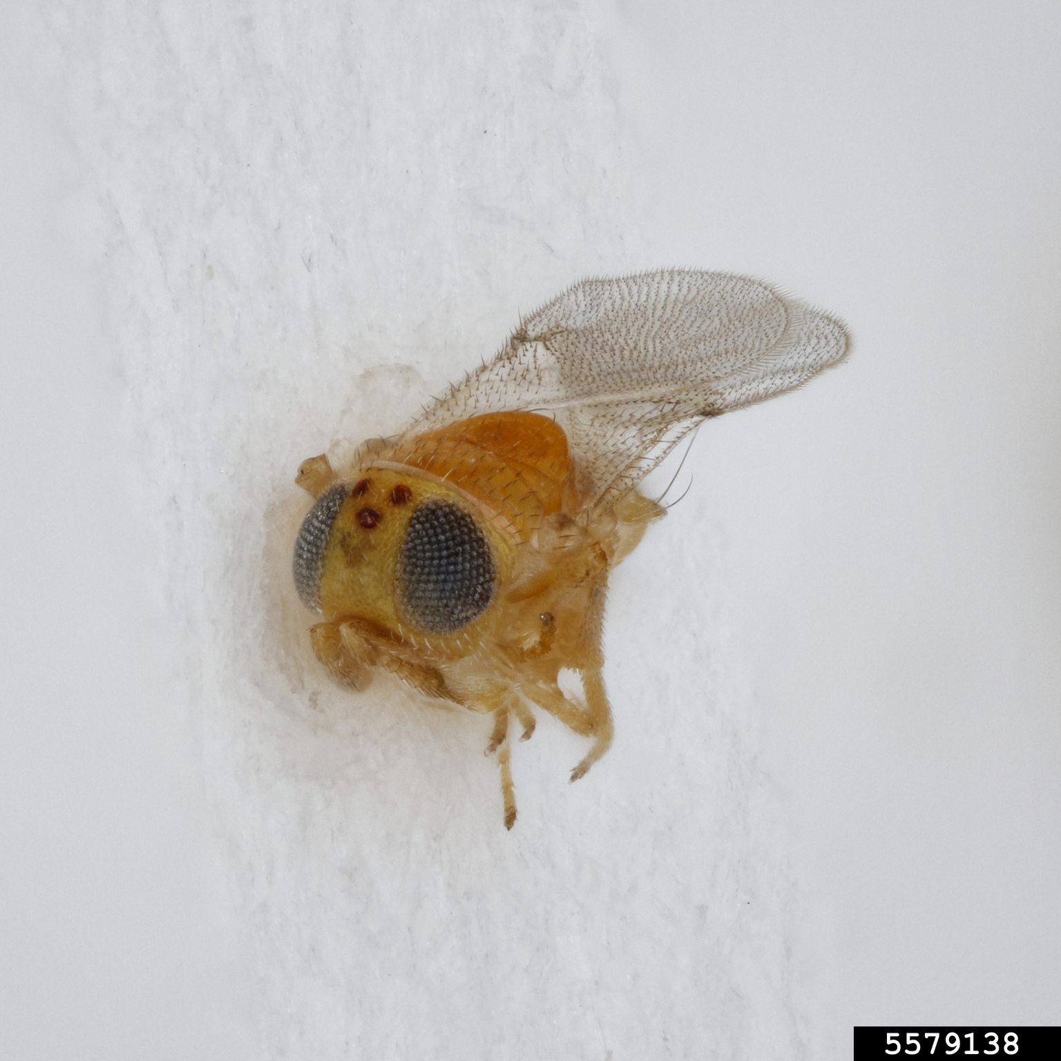 Encyrtid wasp (Acerophagus papayae)