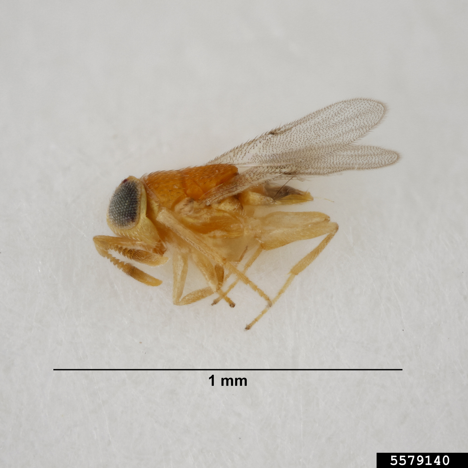 Encyrtid wasp (Acerophagus papayae)