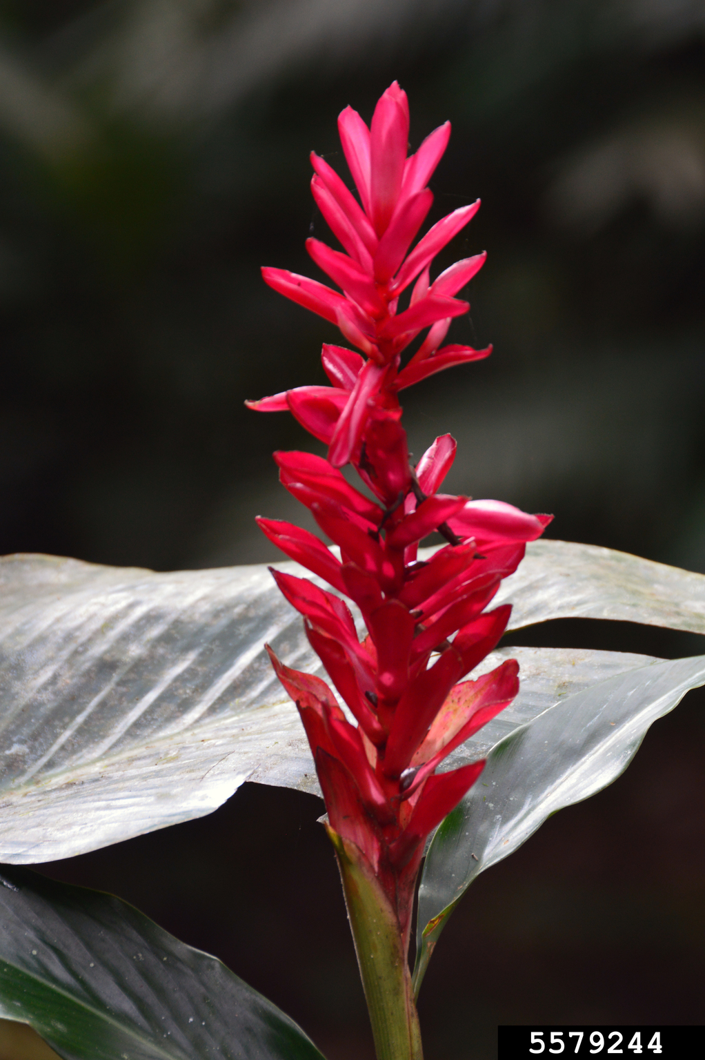 red ginger (Alpinia purpurata)