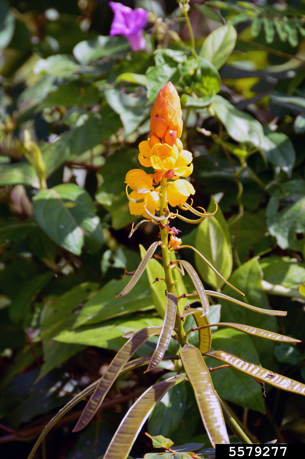 emperor's candlesticks (Senna alata)