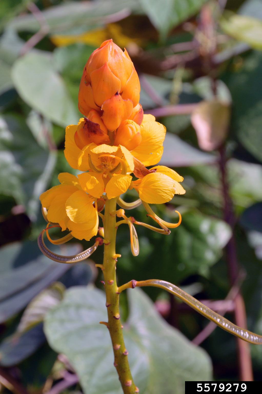 emperor's candlesticks (Senna alata)