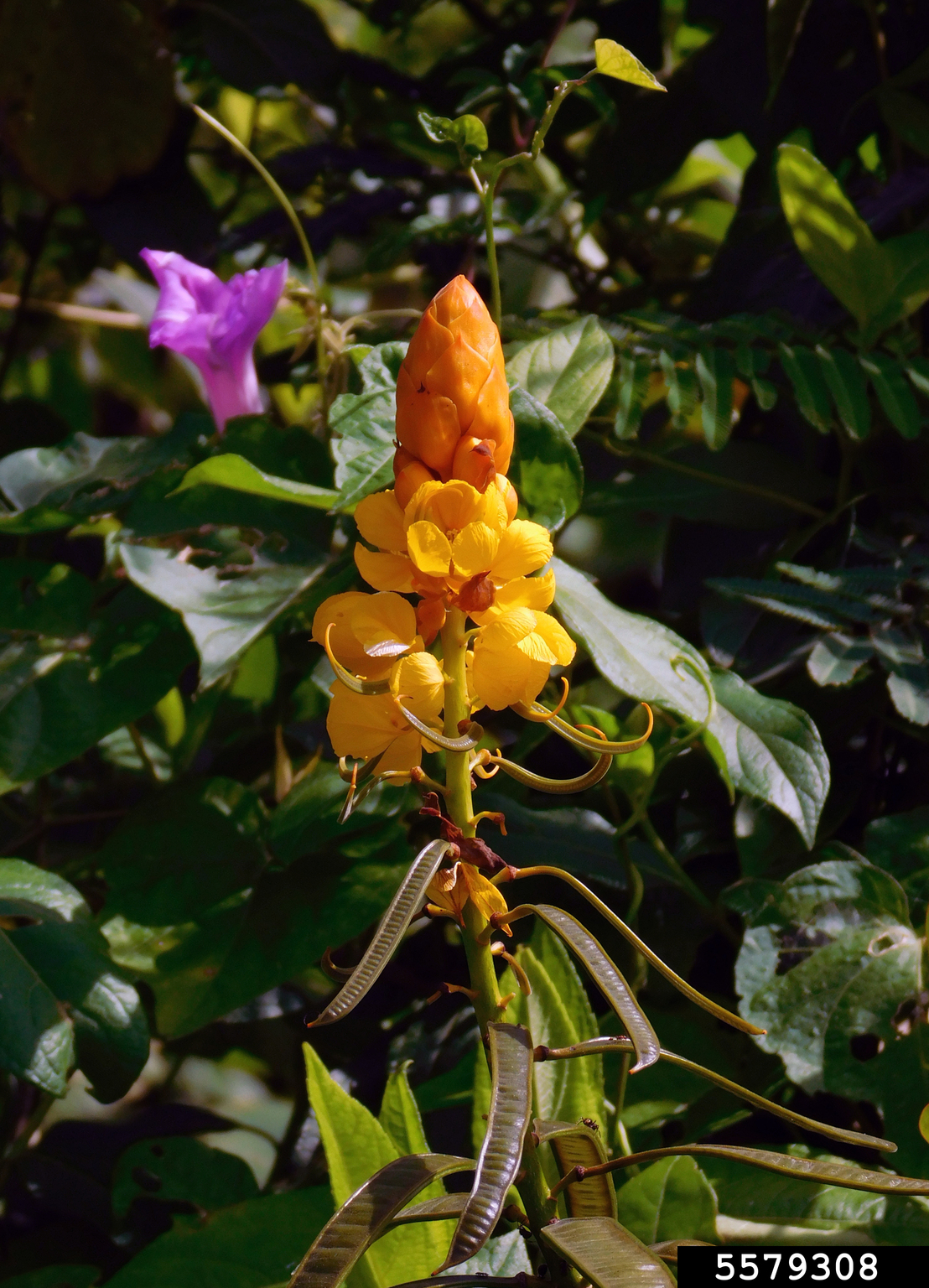 emperor's candlesticks (Senna alata)