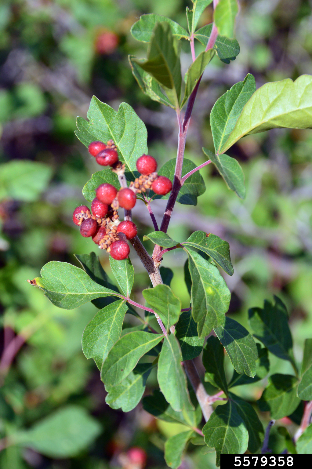 fragrant sumac (Rhus aromatica)