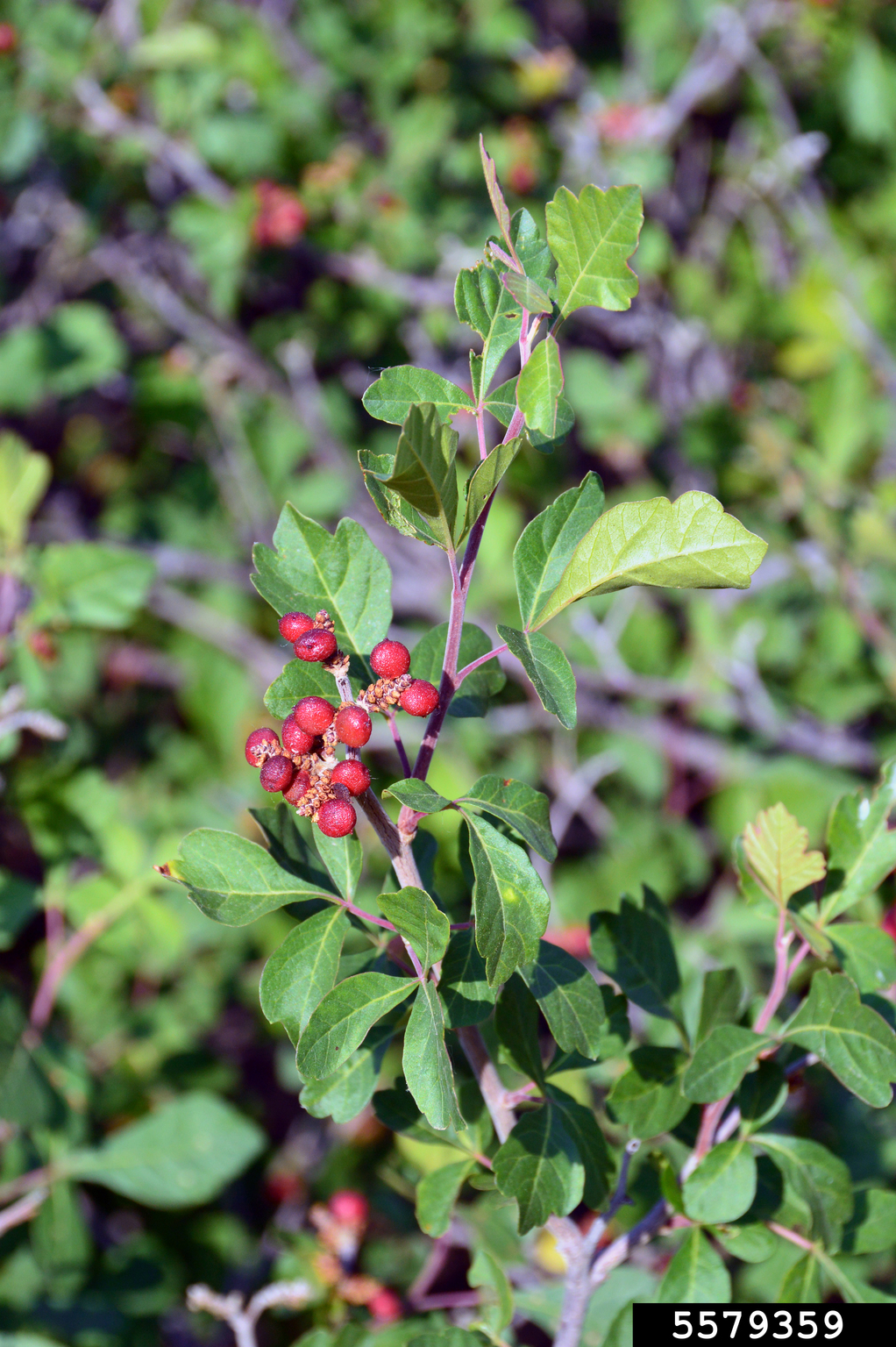fragrant sumac (Rhus aromatica)