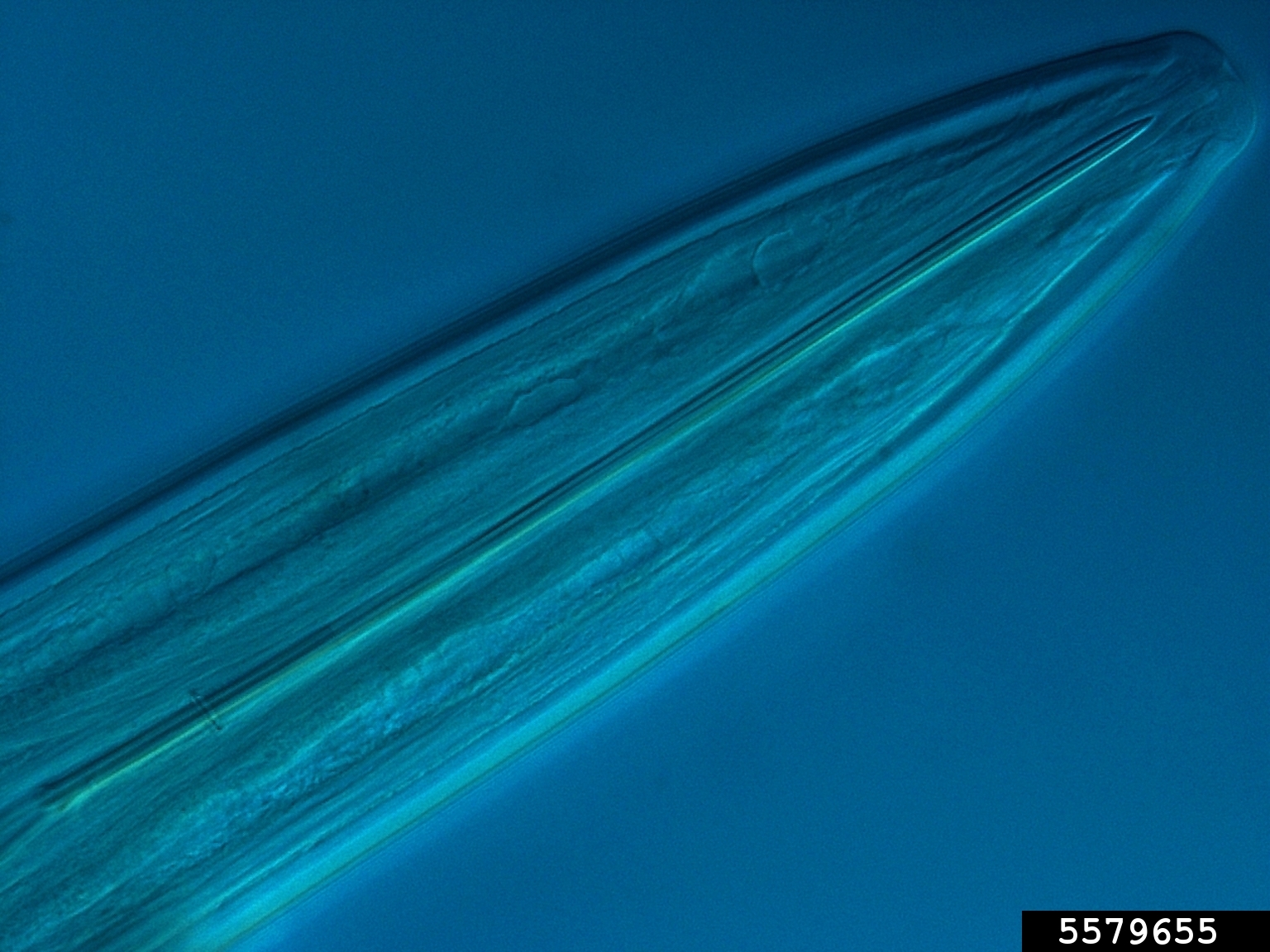 dagger and needle nematodes (Family Longidoridae)