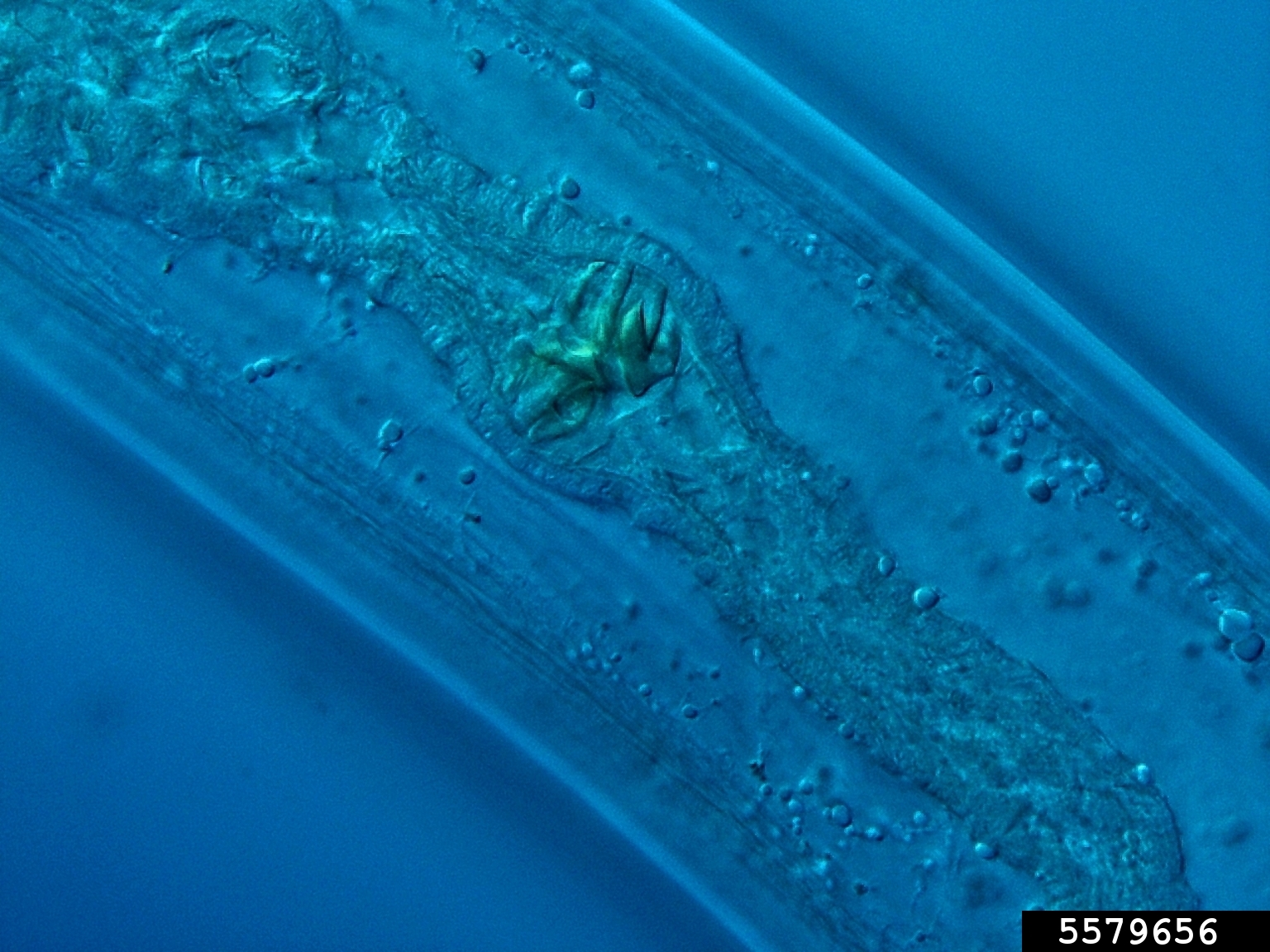 dagger and needle nematodes (Family Longidoridae)